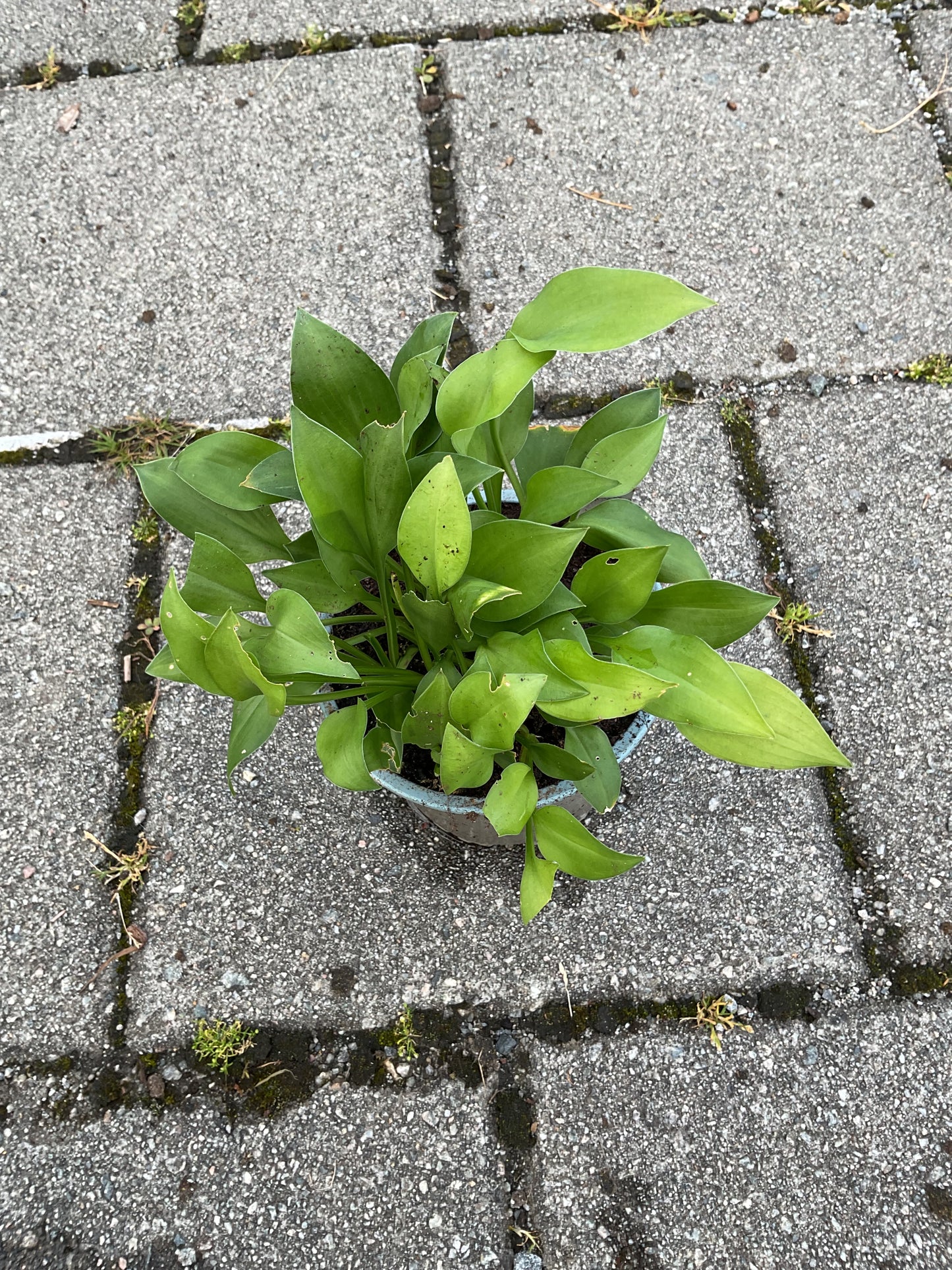 Hosta ‘Apple Green’