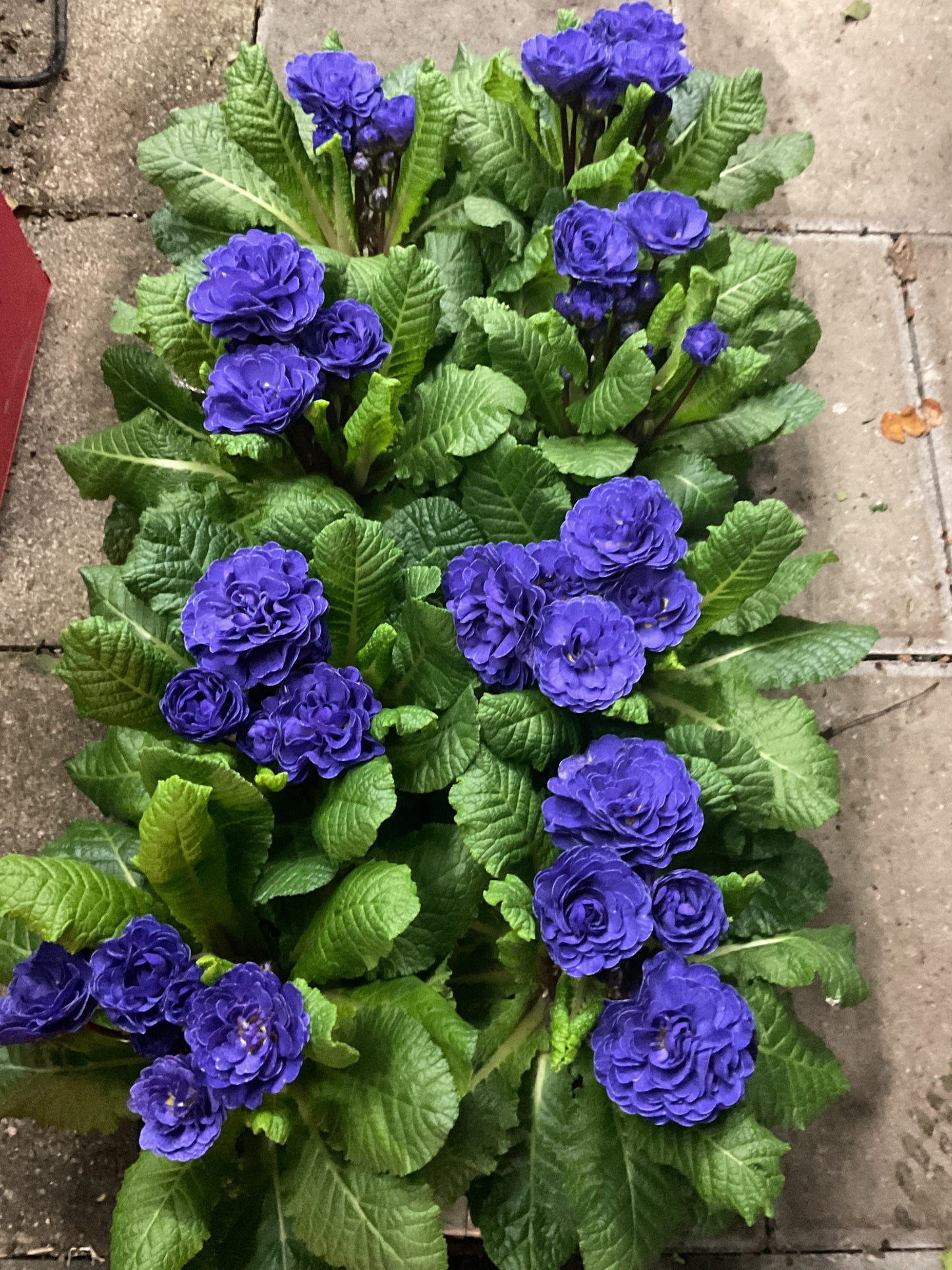Primula Belarina ‘Cobalt Blue’ P12