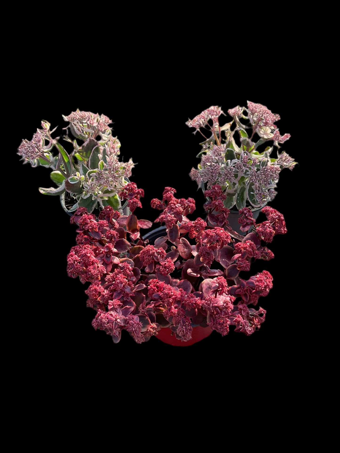Sedum ‘La Vie en Rose’ P12