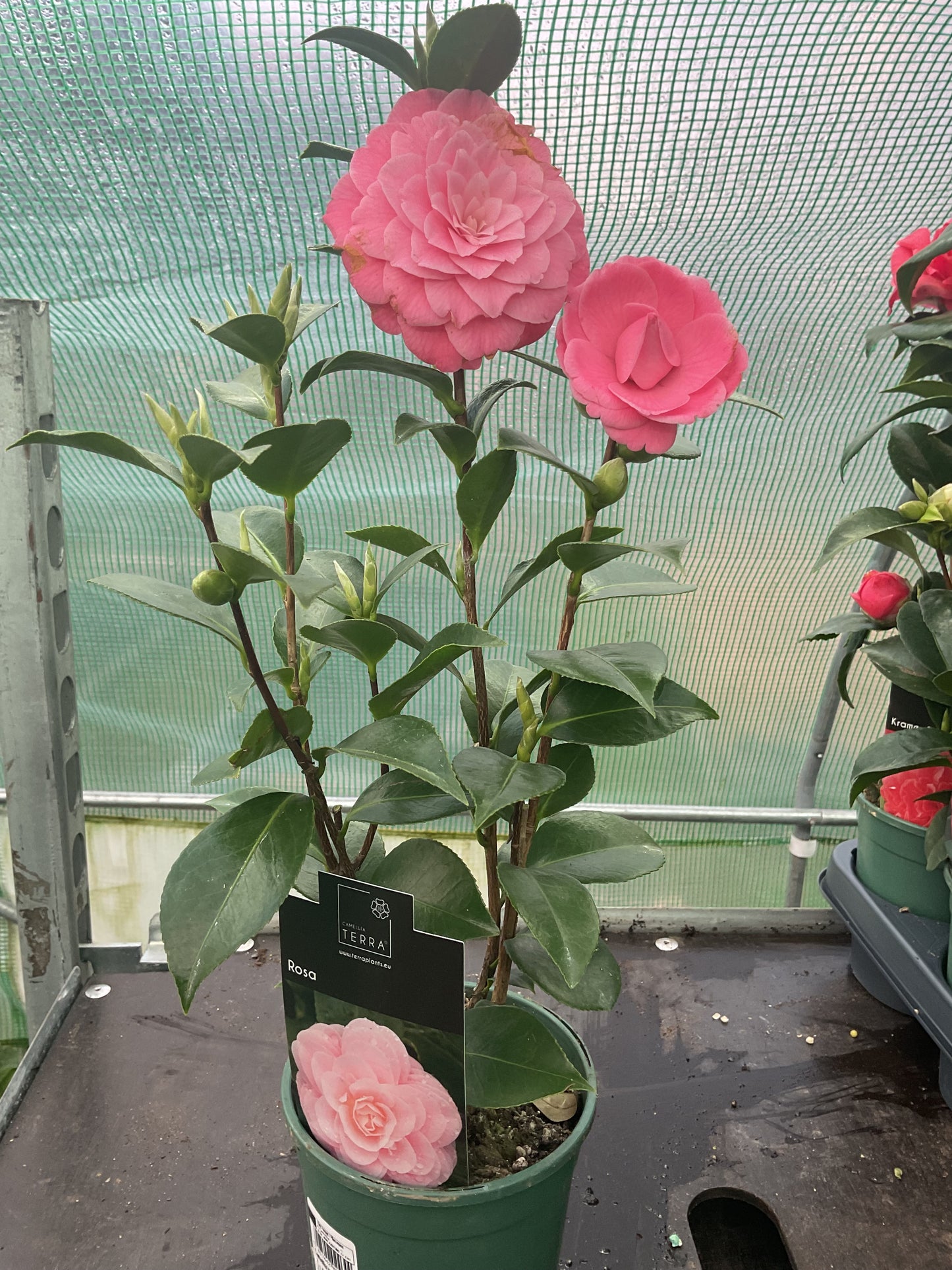 Camellia japonica ‘Rosa’ P12