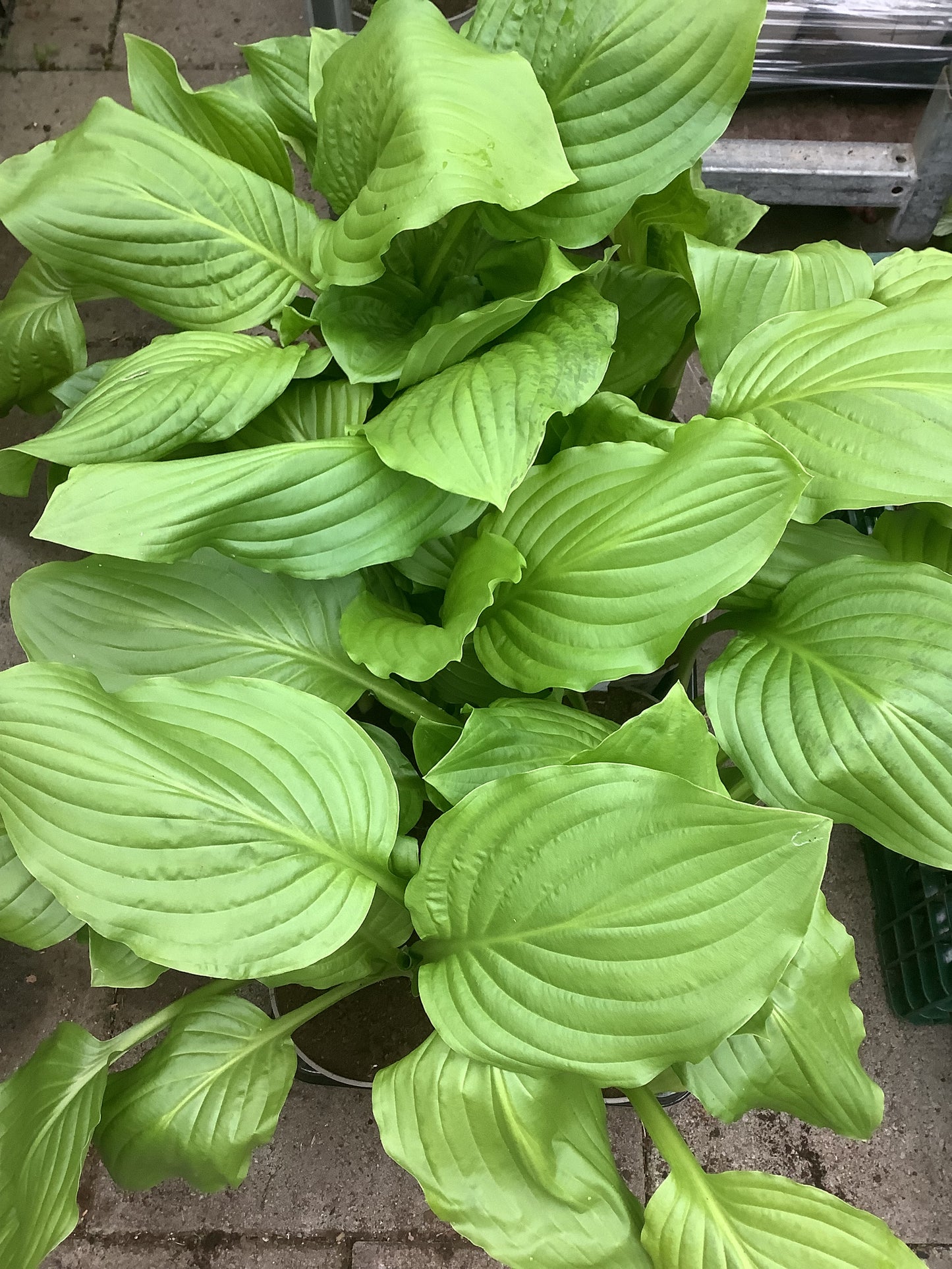 Hosta ‘Sun Power’ P15