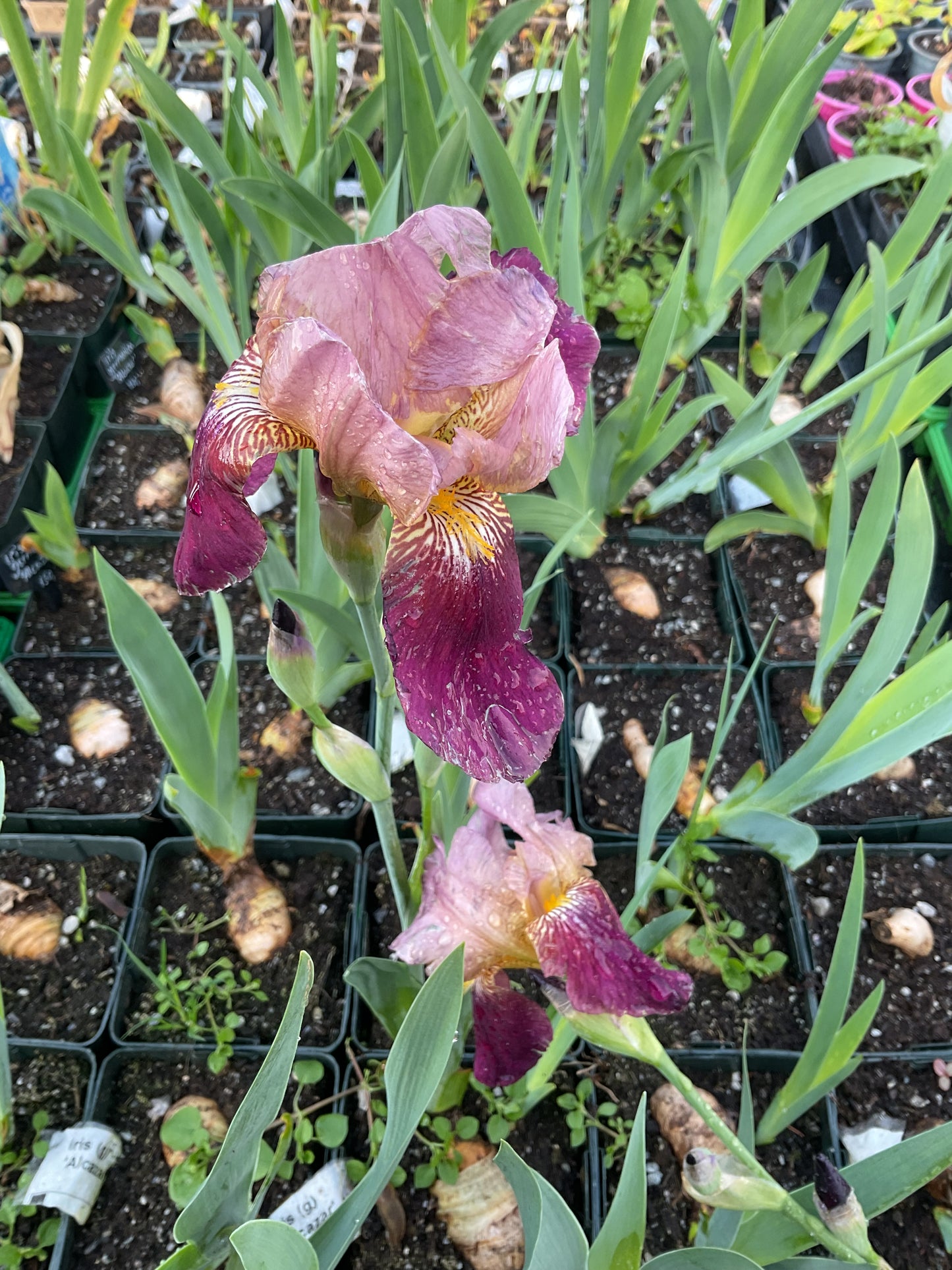 Iris germanica ‘Alcazar’ P11x11