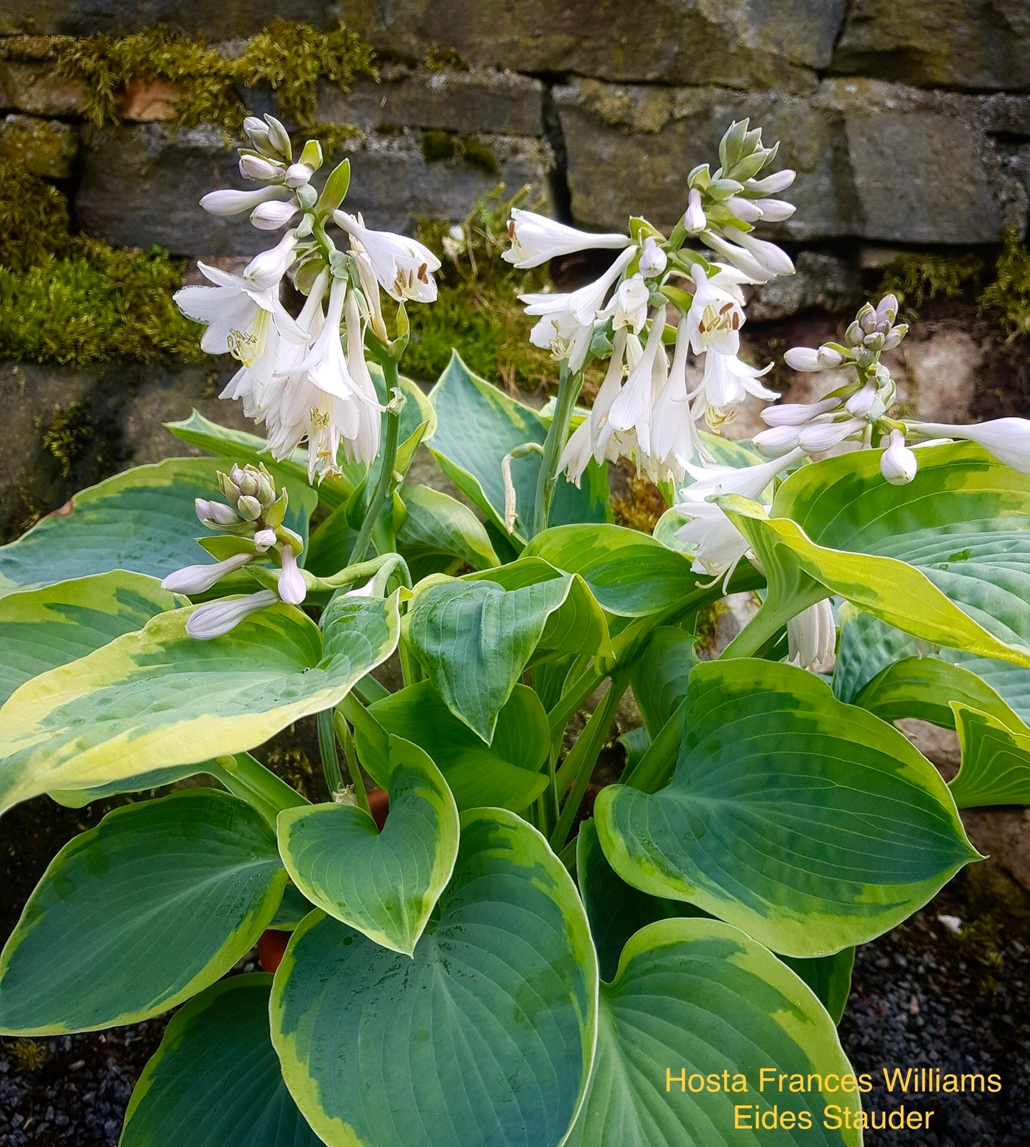 Hosta ‘Frances Williams’