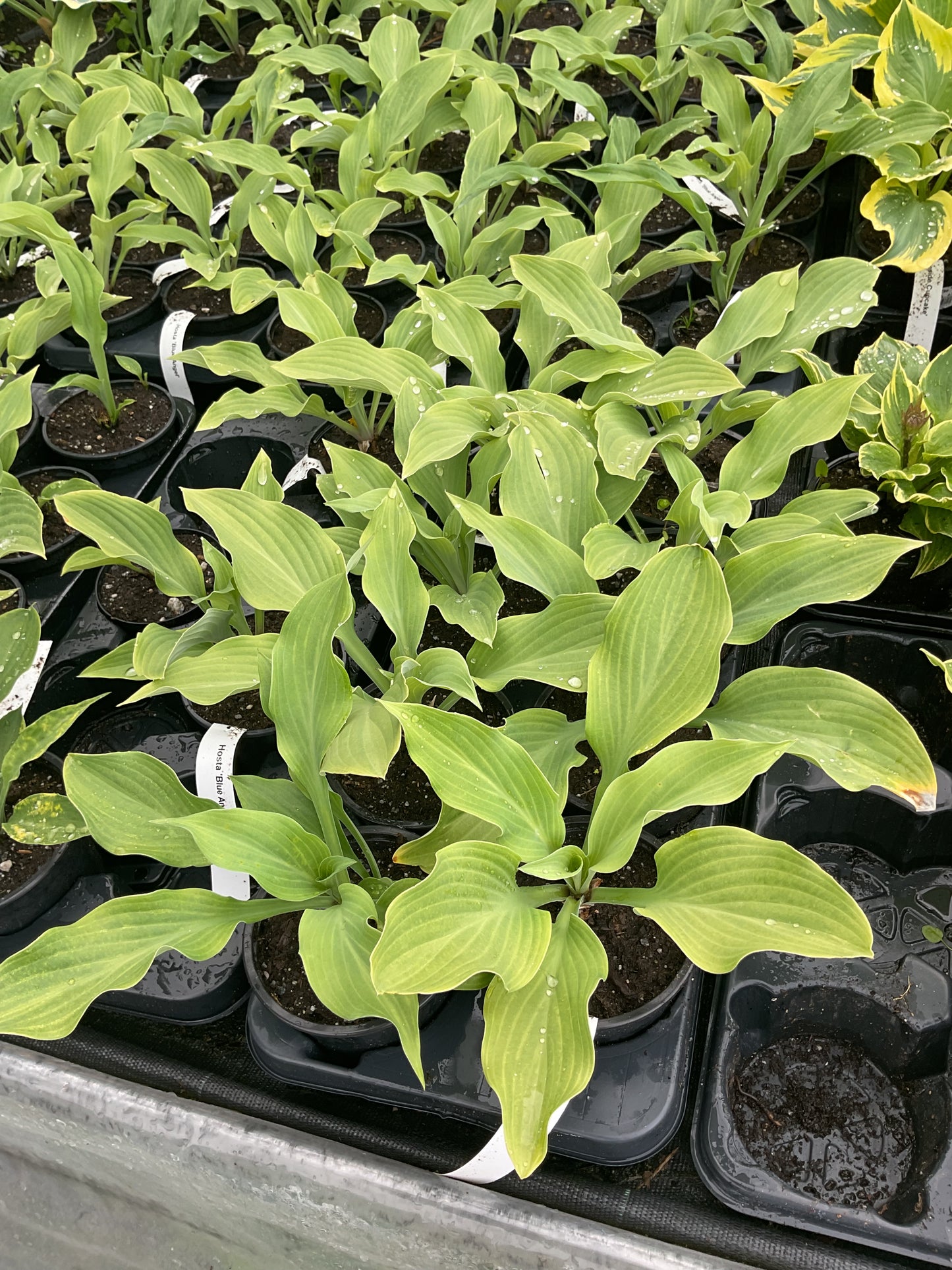 Hosta ‘Blue Angel’ P12