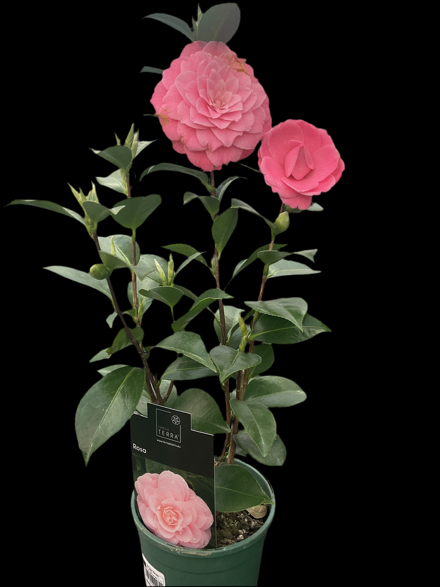 Camellia japonica ‘Rosa’ P12
