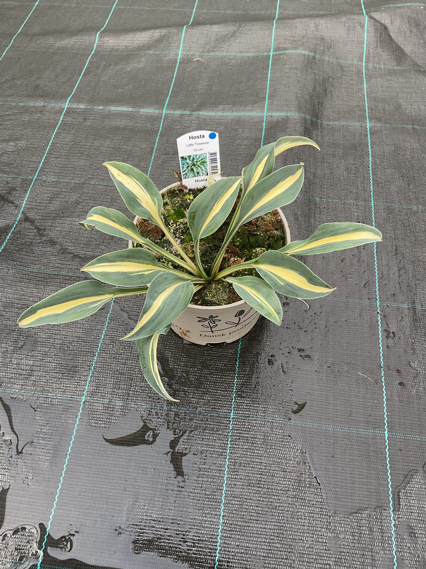Hosta ‘Little Treasure’ P15