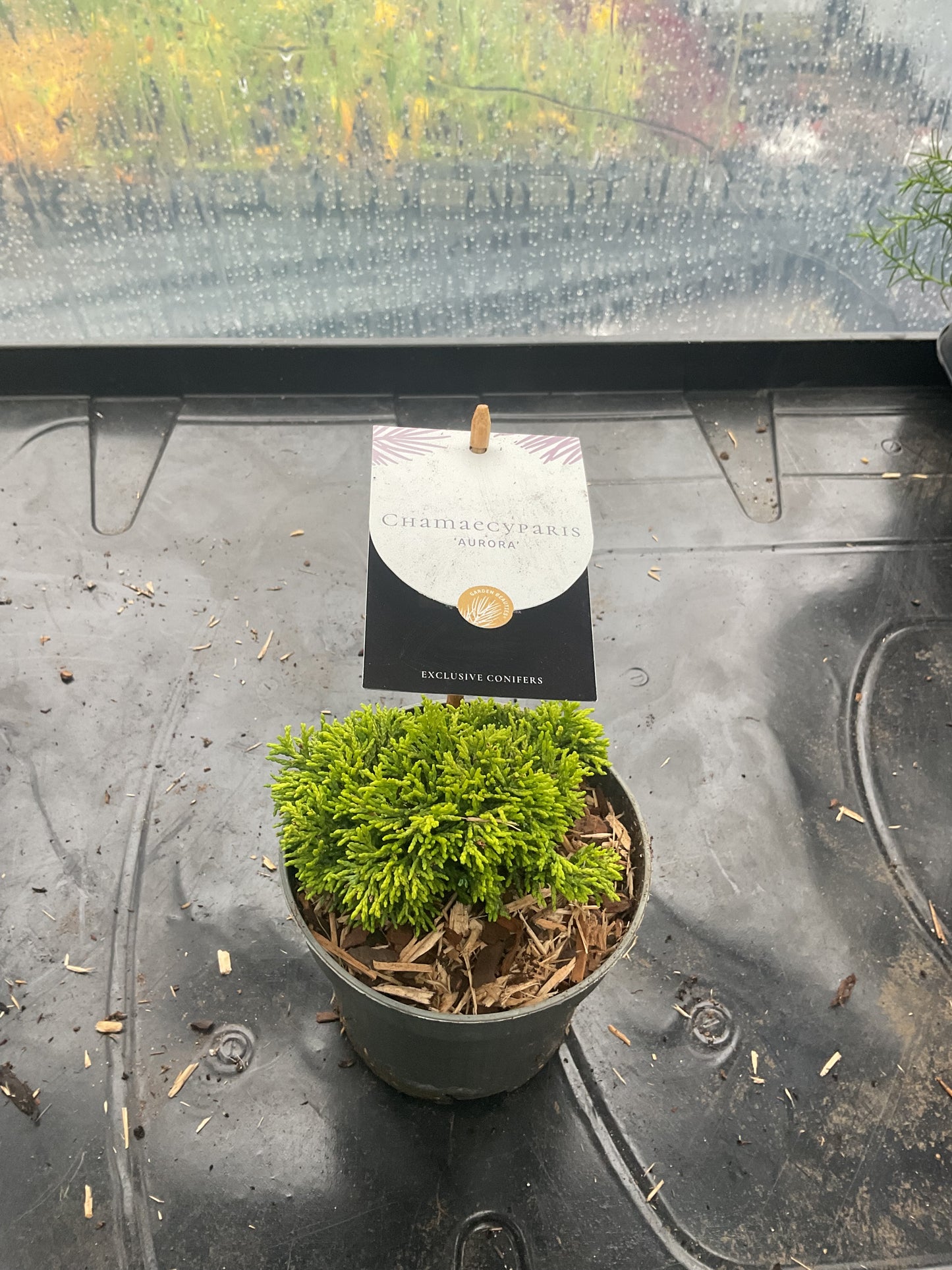 Chamaecyparis ‘Aurora’ P10