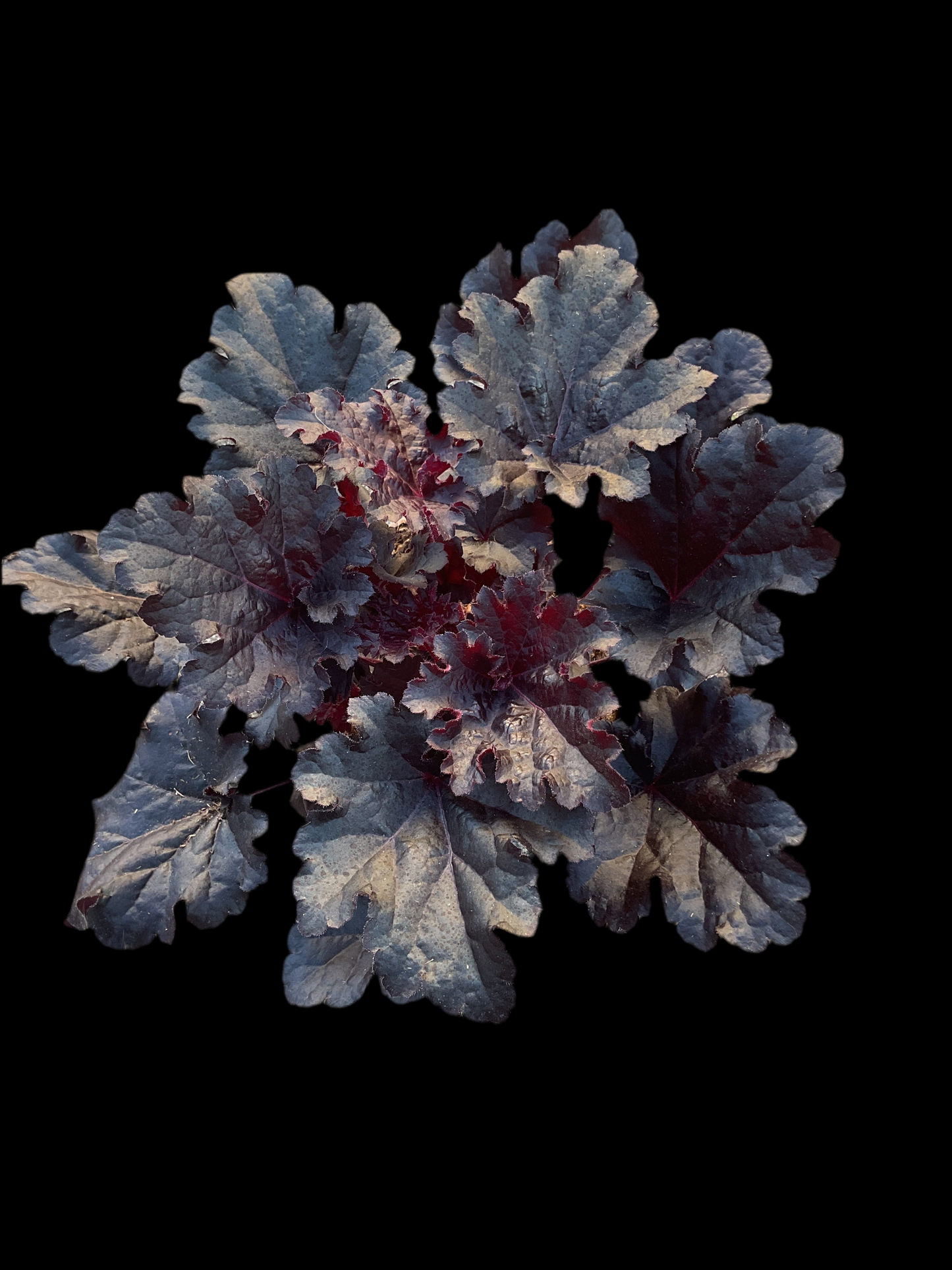 Heuchera ‘Timeless Night’ P15