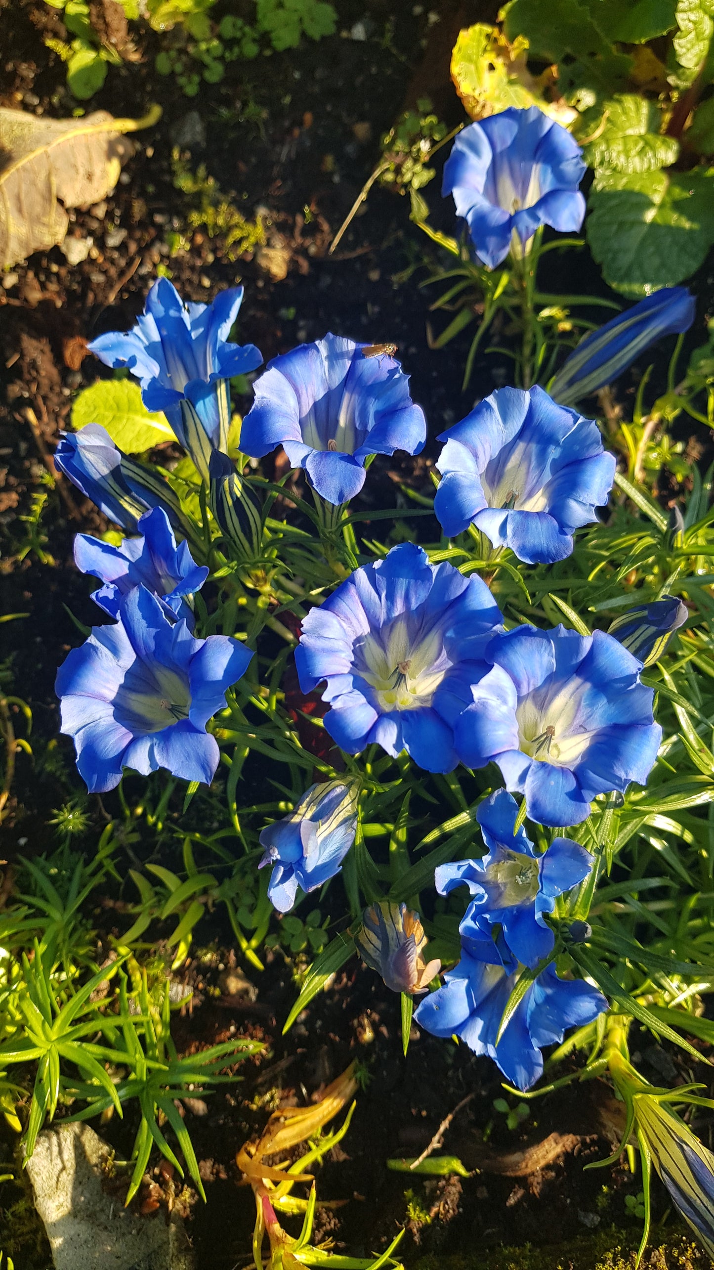Gentiana sino-ornata ‘Borge’ P 9x9 cm