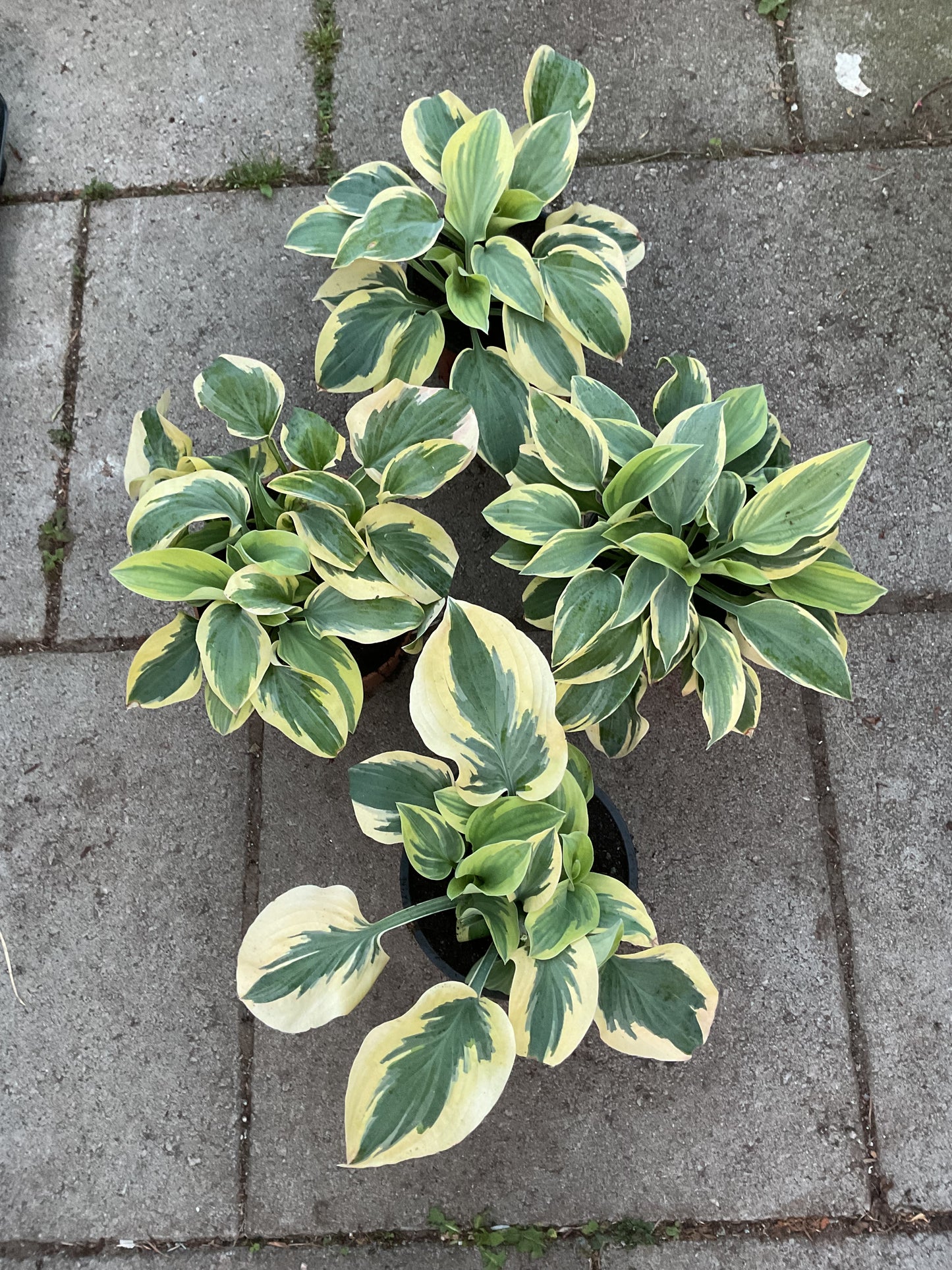 Hosta ‘Bedazzled’