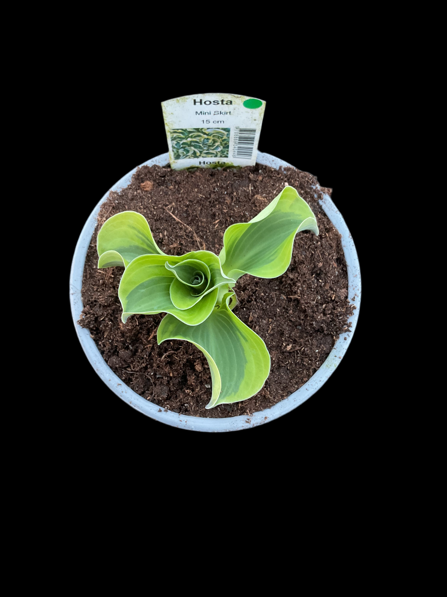 Hosta ‘Mini Skirt’ P12