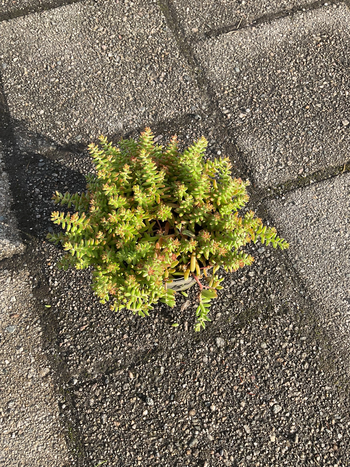 Sedum album ‘Coral Carpet’ P13
