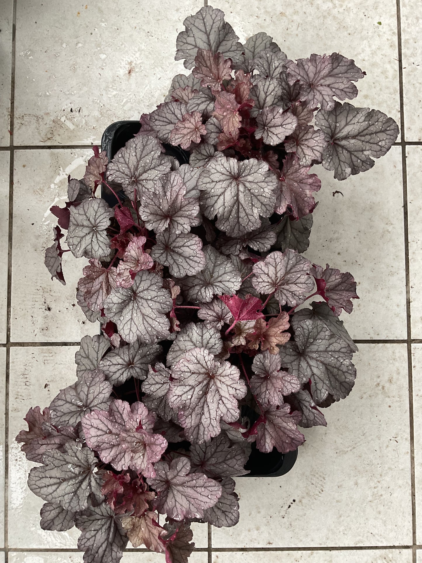 Heuchera ‘Huckleberry’ P15