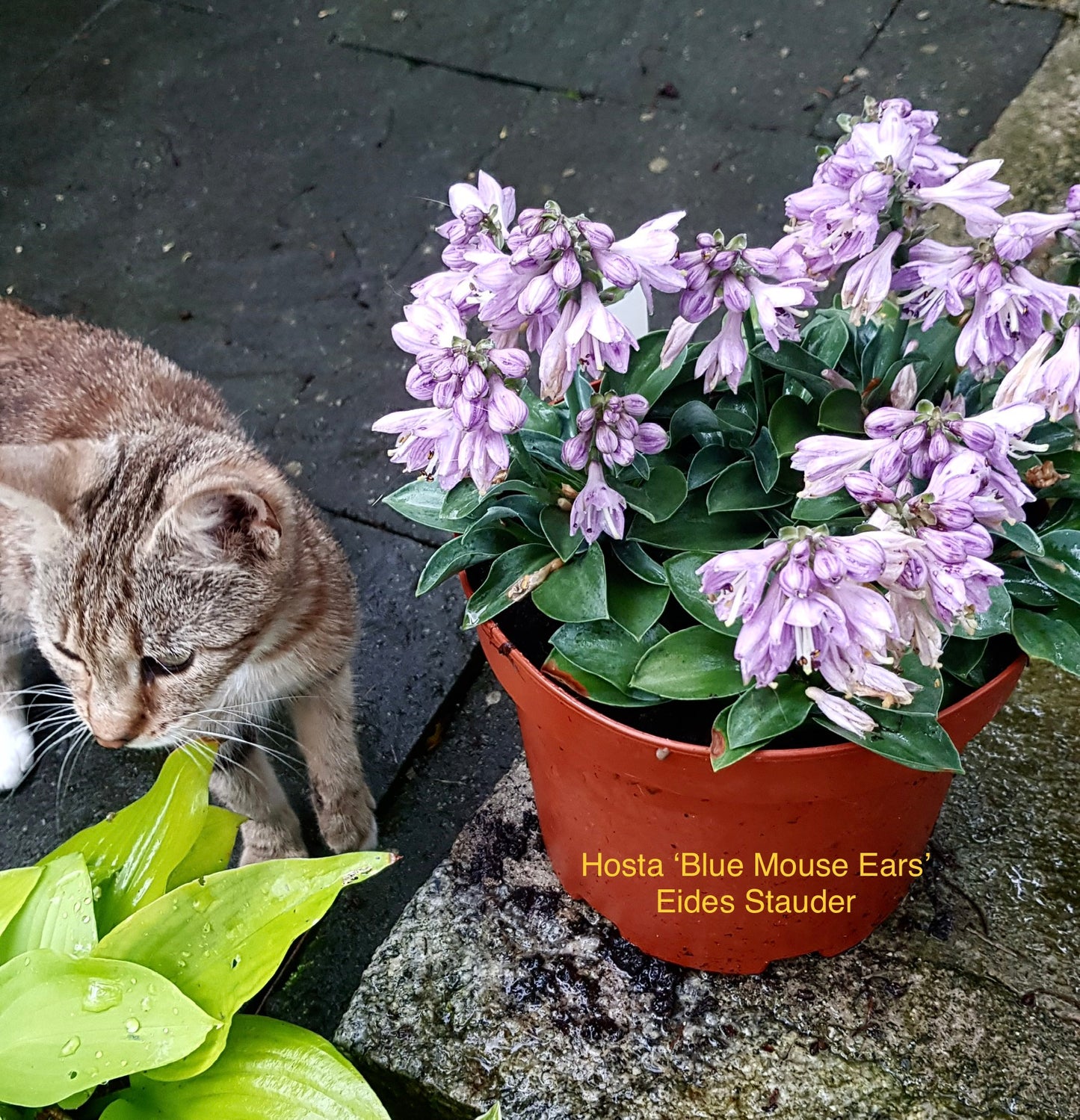 Hosta ‘Blue Mouse Ears’ P12