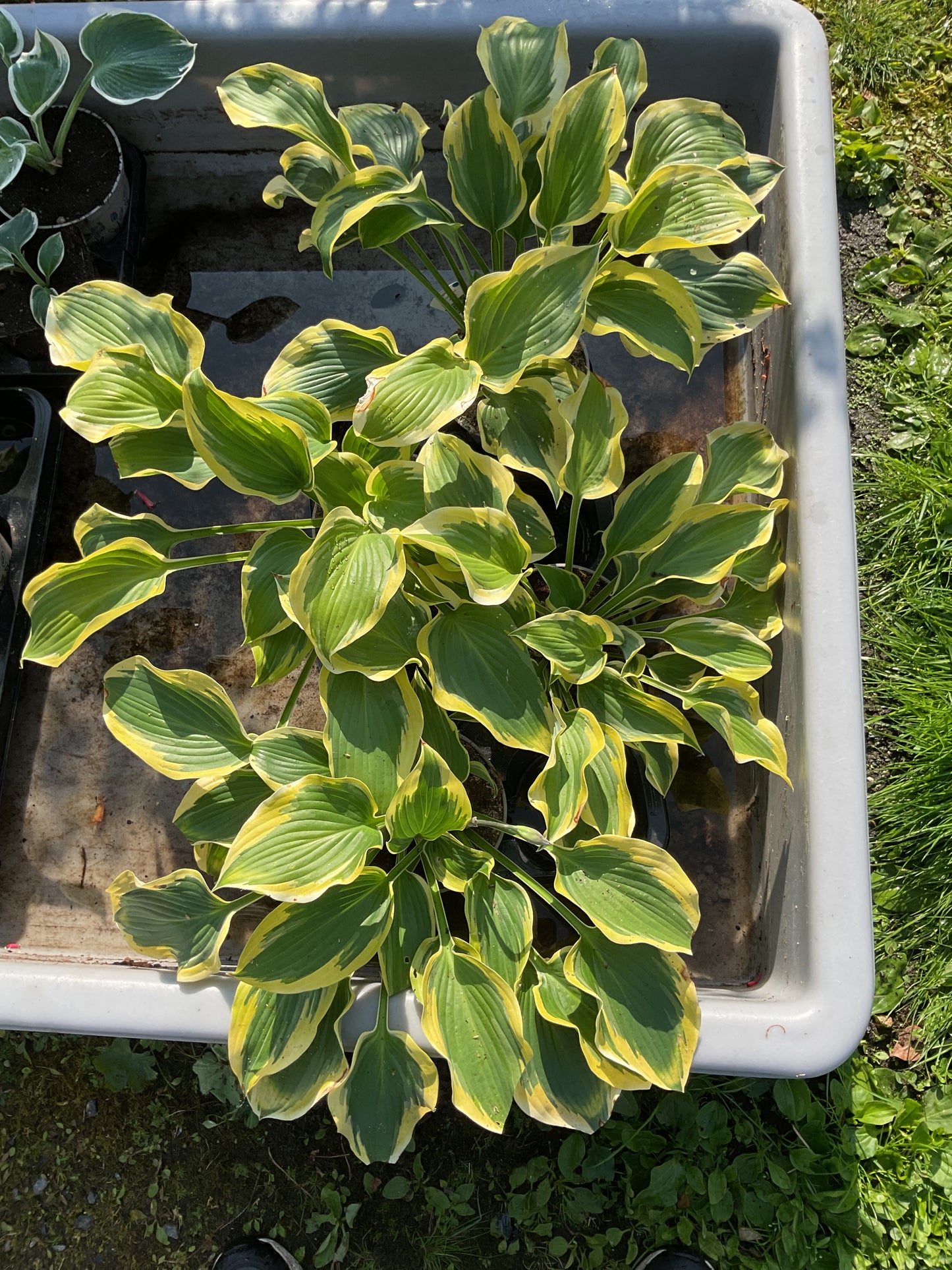 Hosta ‘Broad Band’
