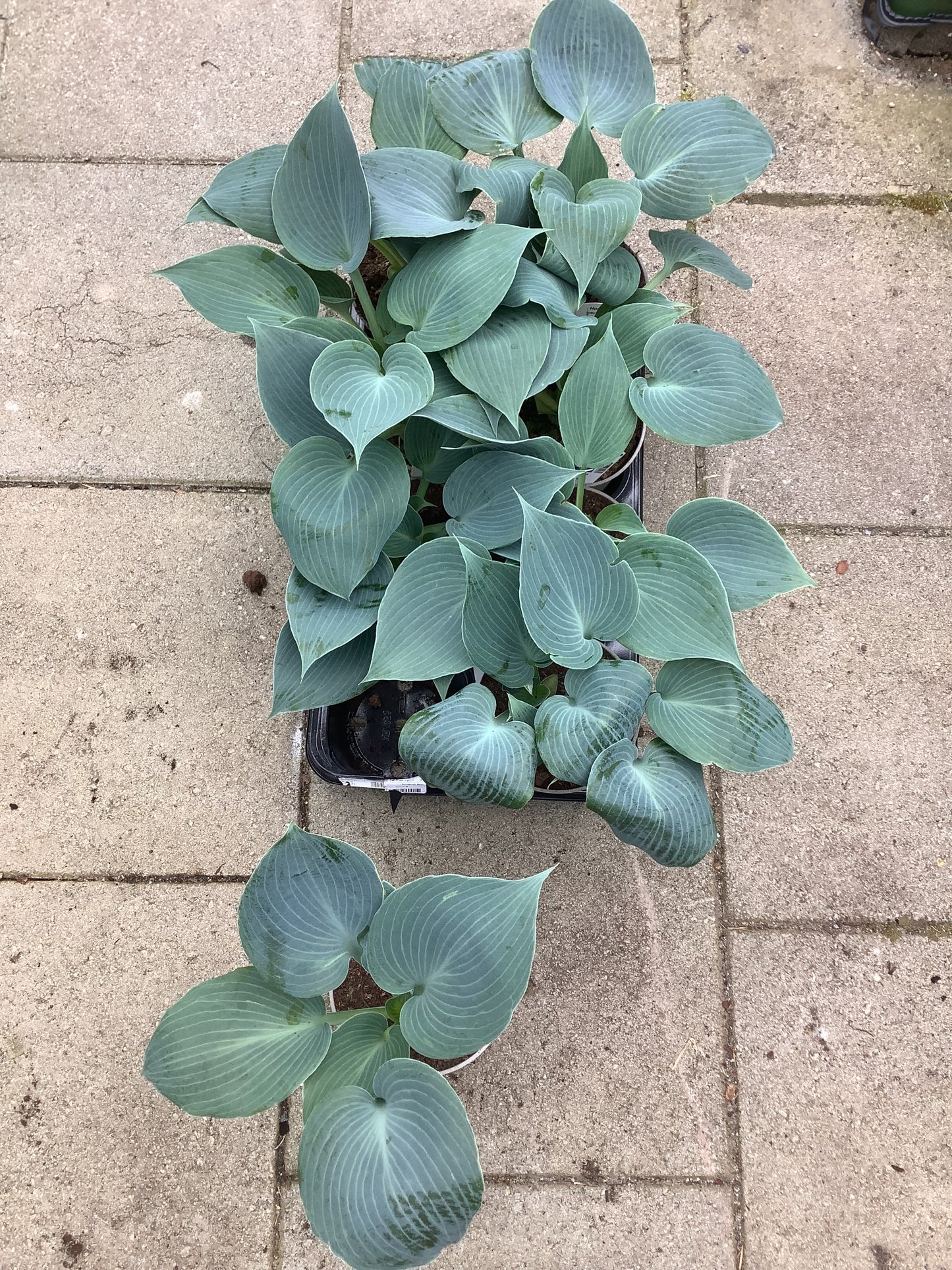 Hosta ‘Bulletproof’ P15