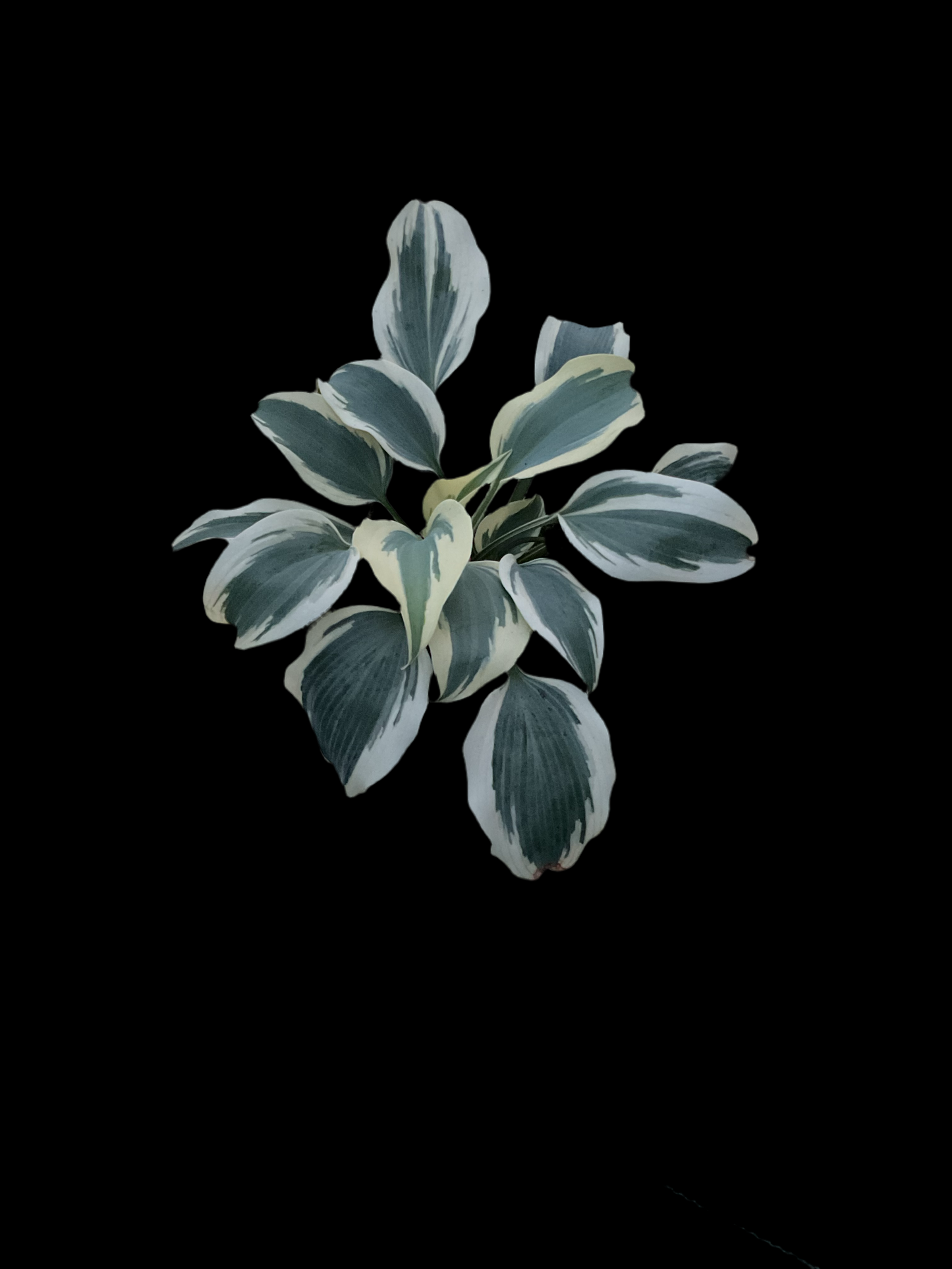 Hosta ‘Blue Ivory’