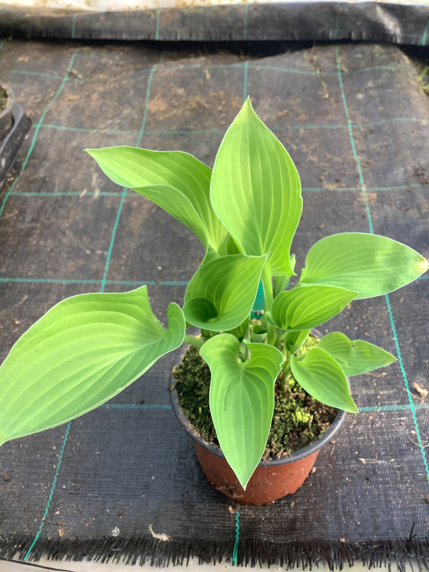 Hosta ‘Birchwood Parky’s Gold’