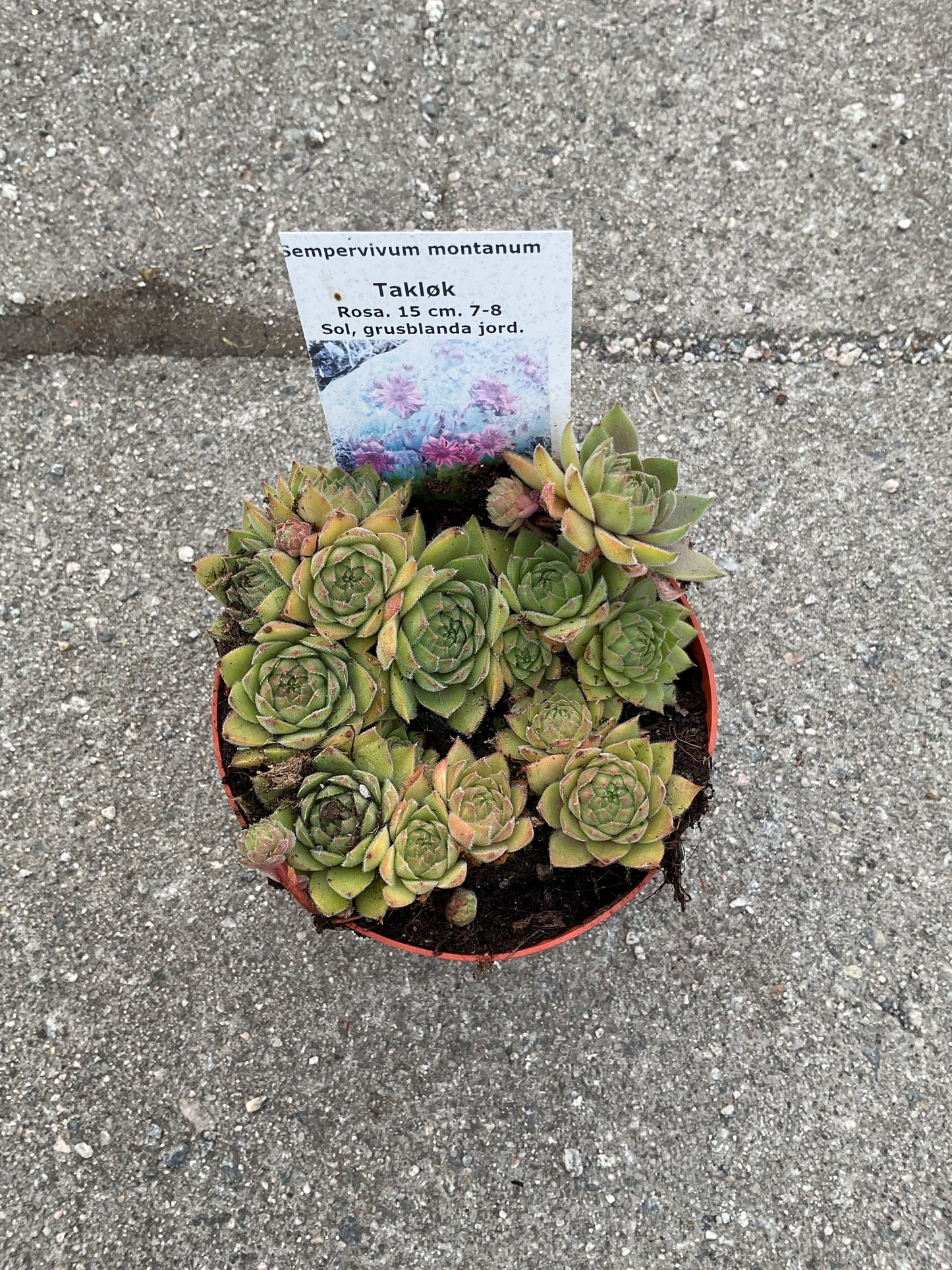 Sempervivum montanum P11