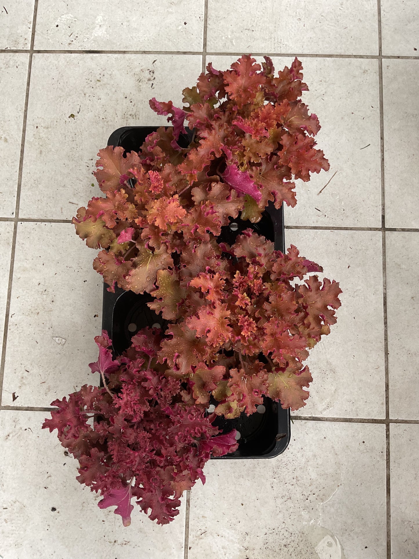 Heuchera ‘Gojiberry’ P15