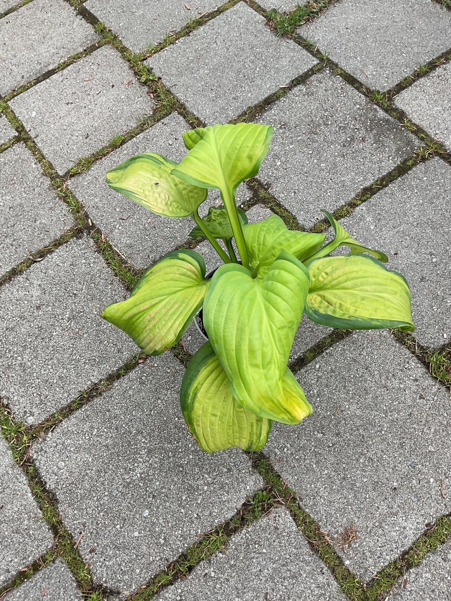 Hosta ‘Stained Glass’