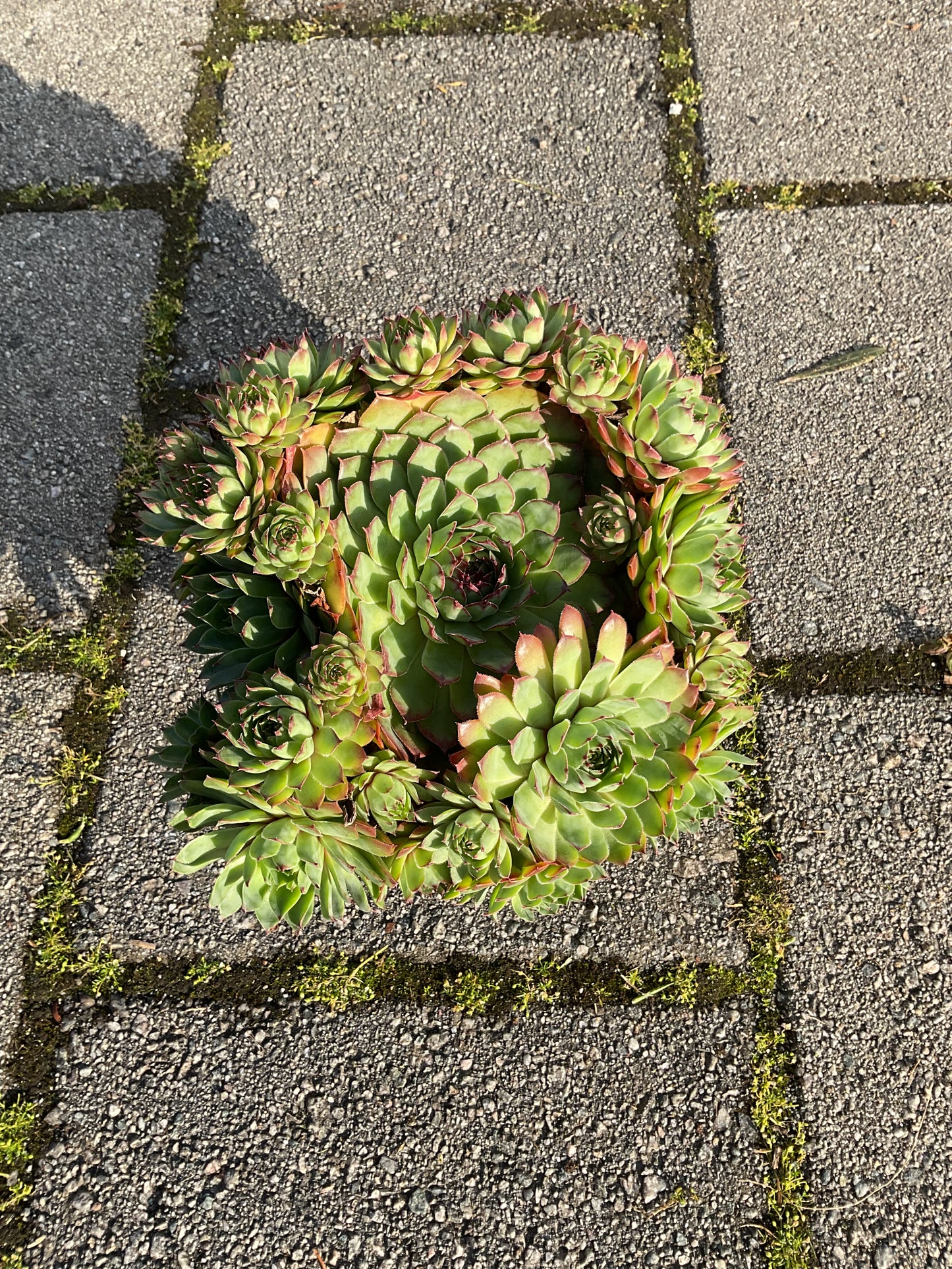 Sempervivum ‘Big Sam’™️ ‘Chrome Green’ P17