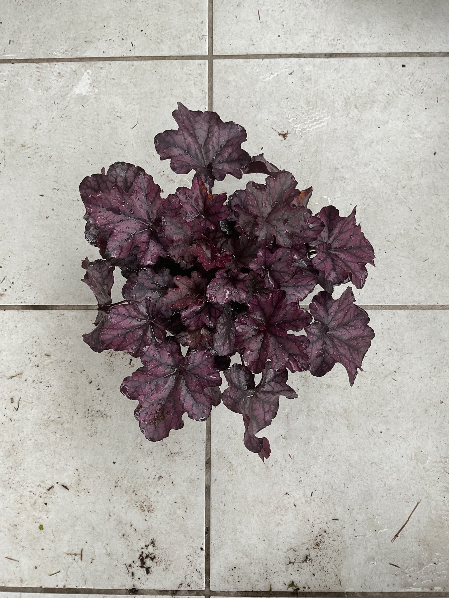 Heuchera ‘Mulberry’ P15