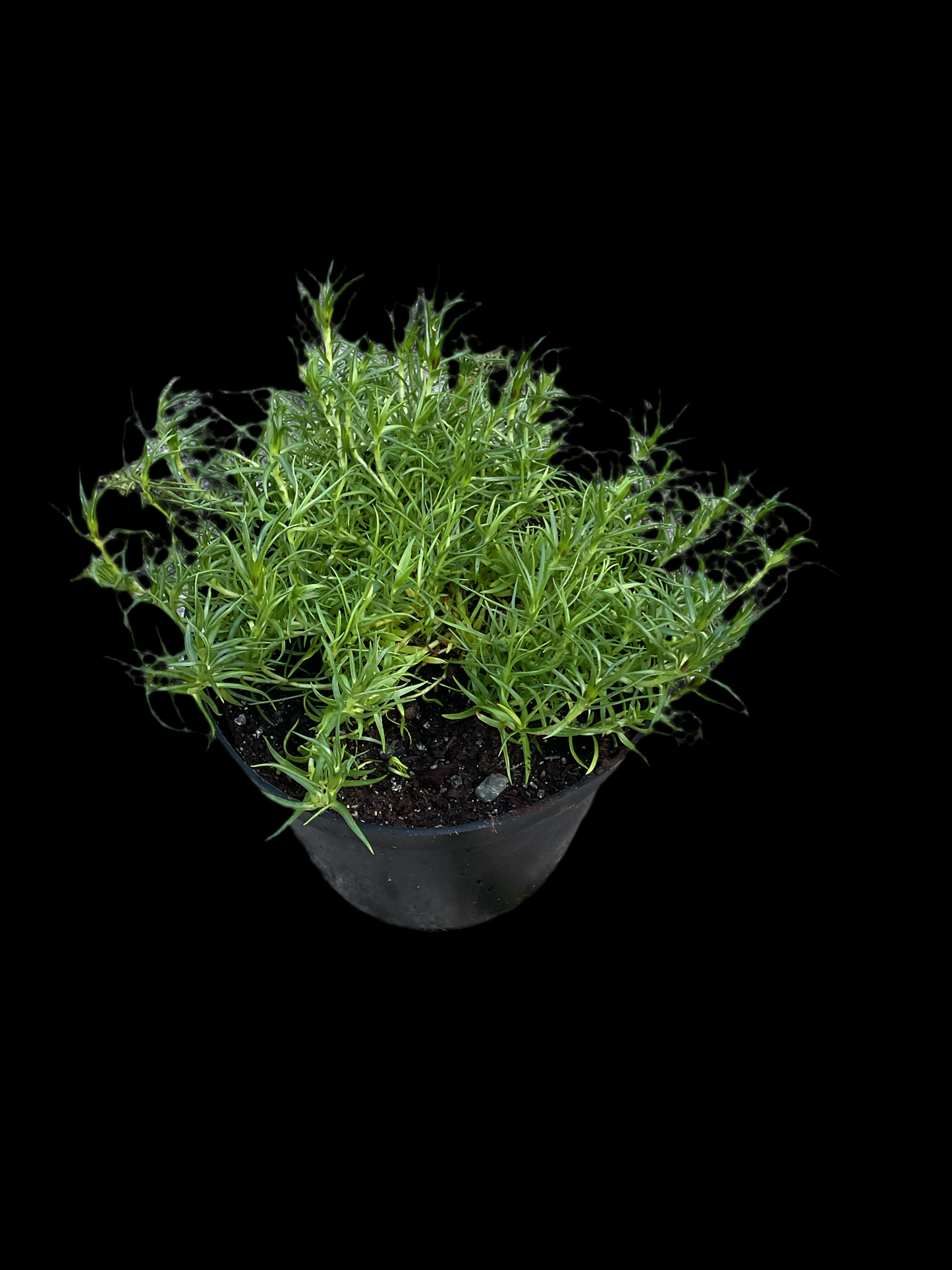 Gentiana x macaulayi ‘Kidbrooke Seedling’ P19