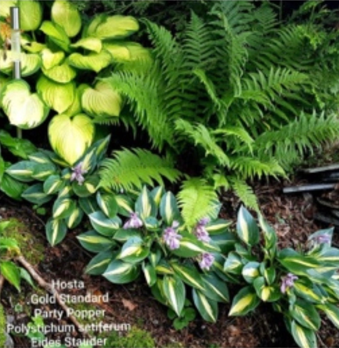 Hosta ‘Party Popper’