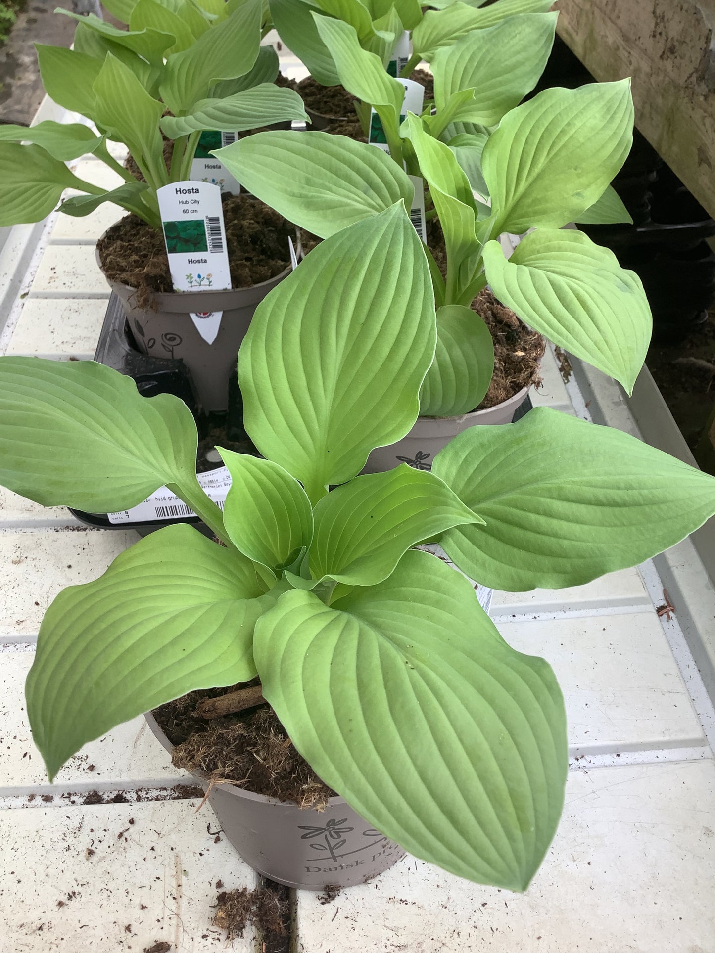 Hosta ‘Hub City’