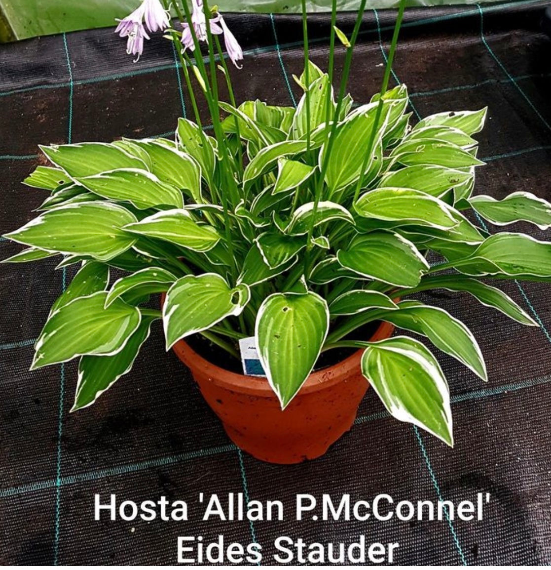 Hosta ‘Allan P. McConnell’ P12