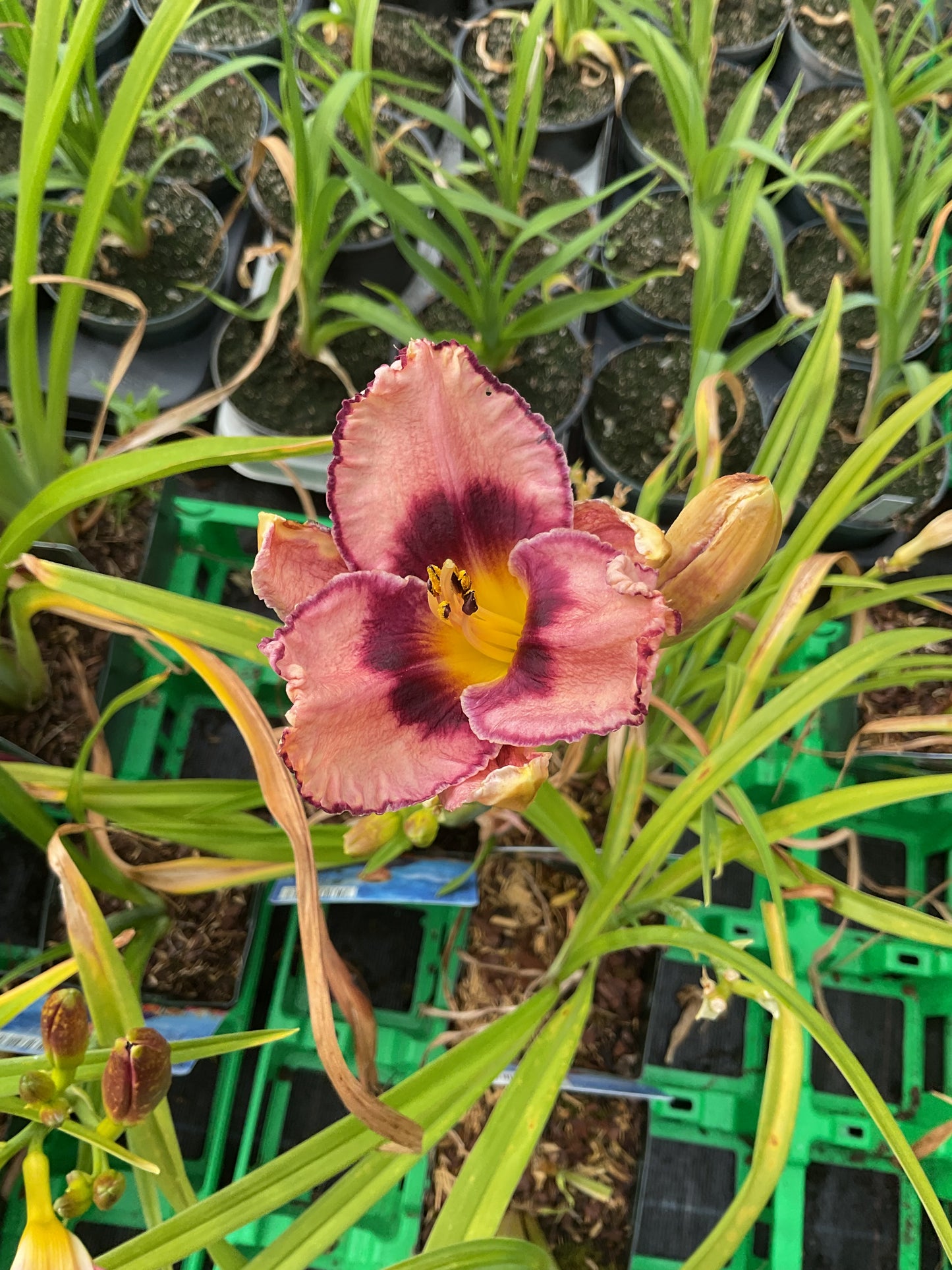 Hemerocallis ‘Macbeth’ P11x11