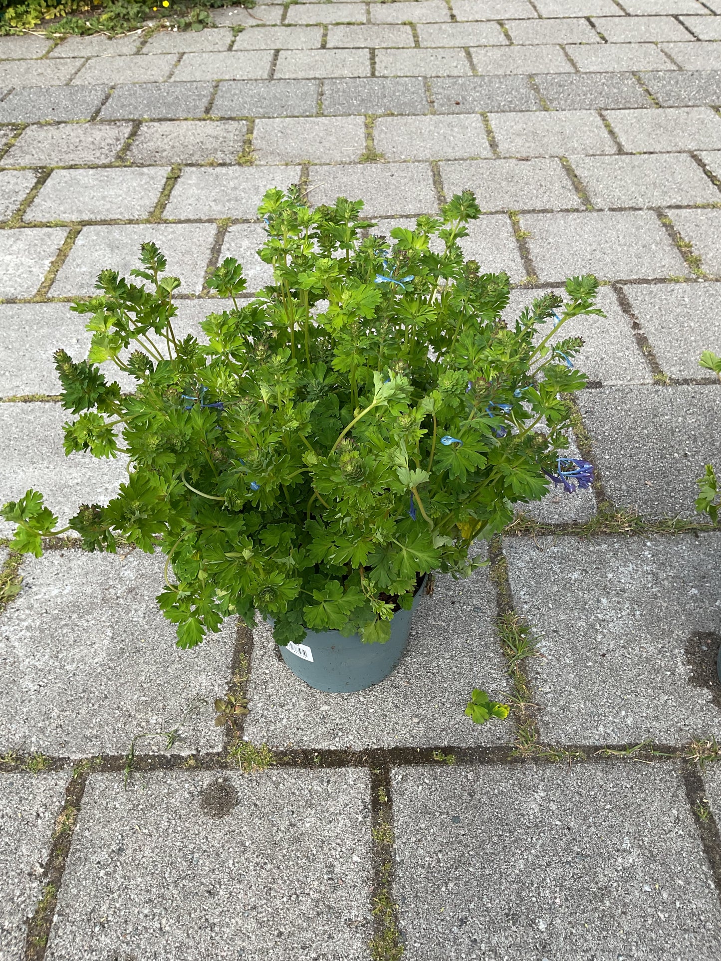 Corydalis calycosa P17
