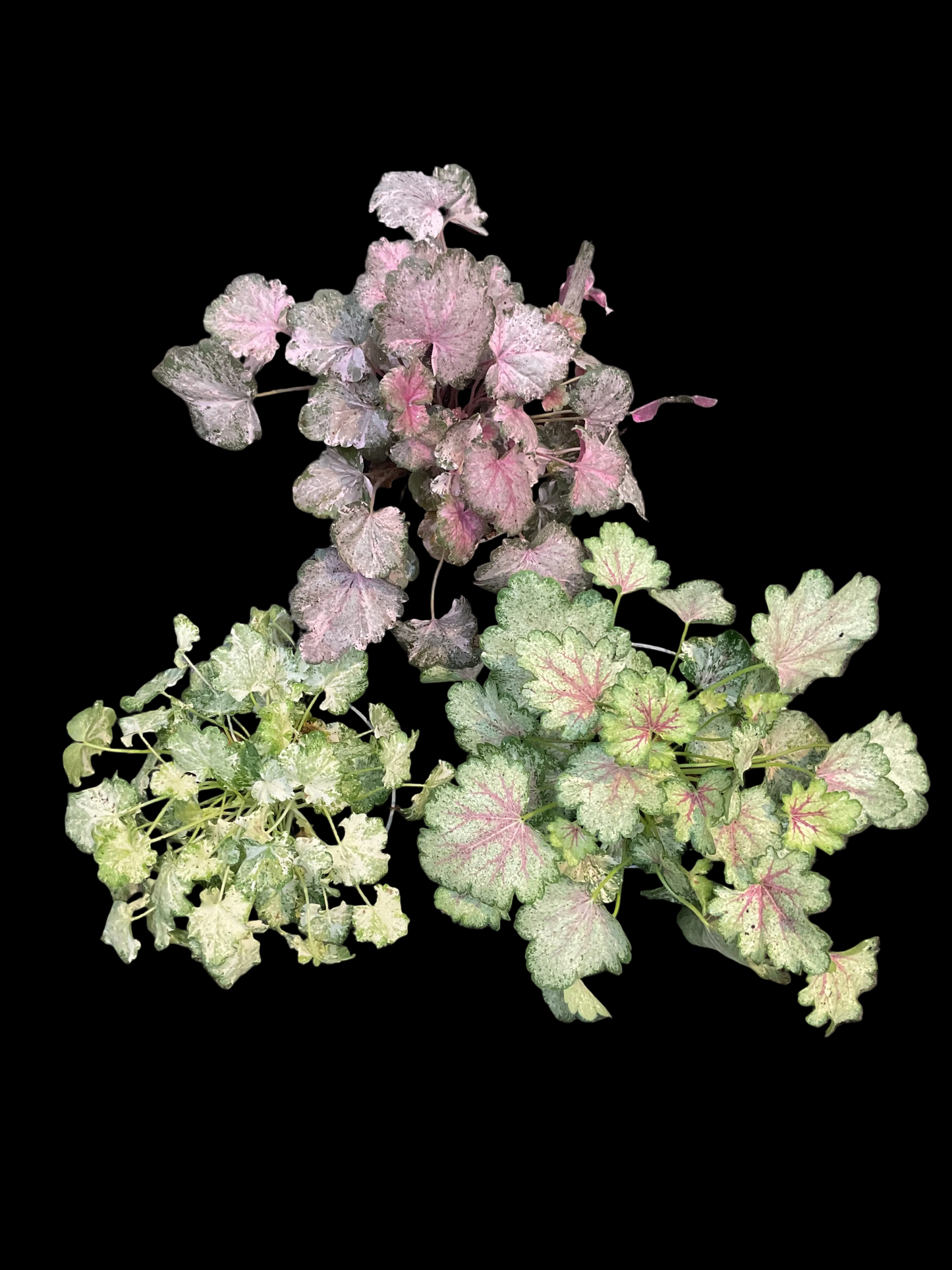 Heuchera ‘Panky’ serien i 3 sorter P11