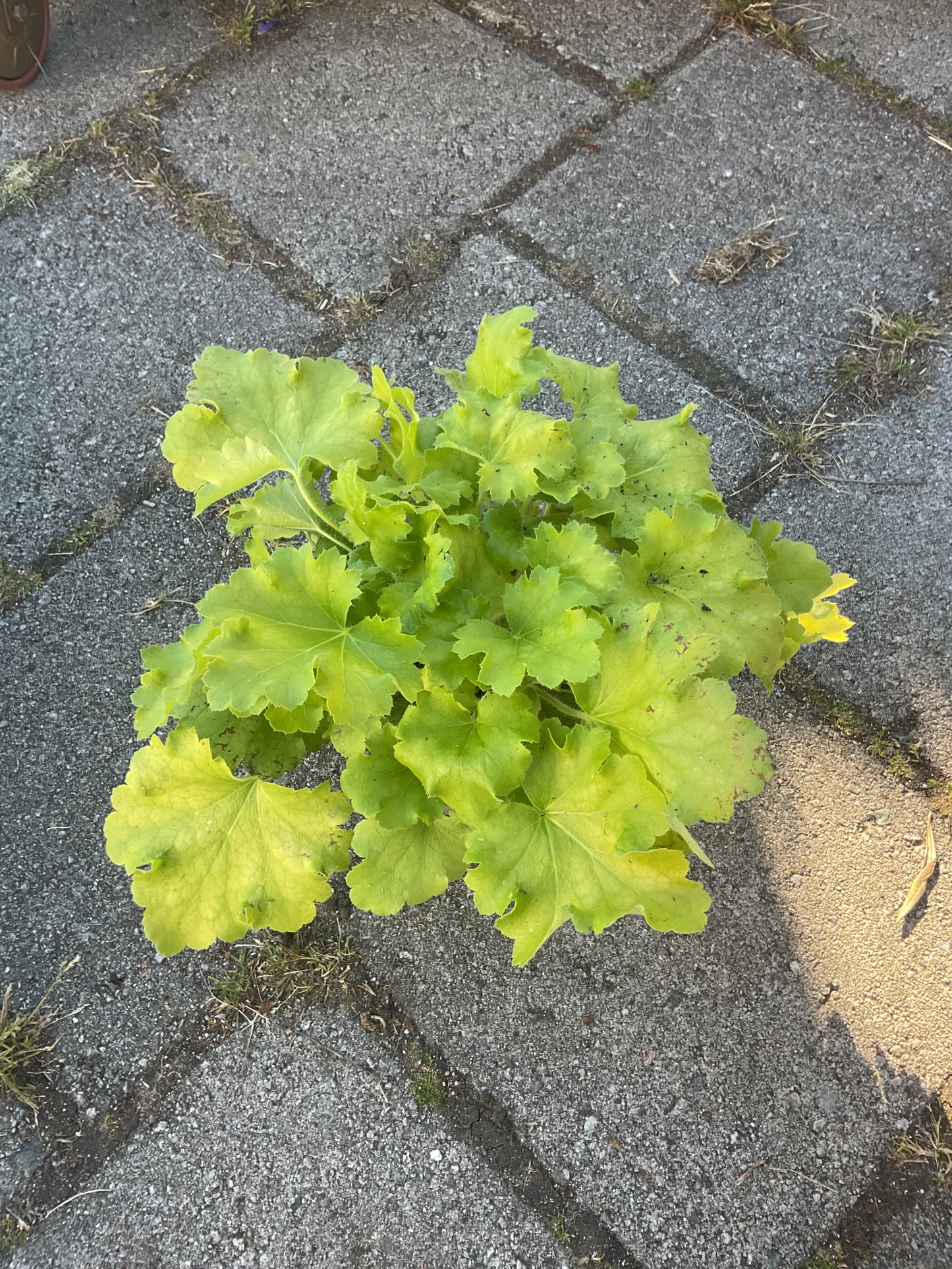 Heuchera ‘Lemon Love’ P15