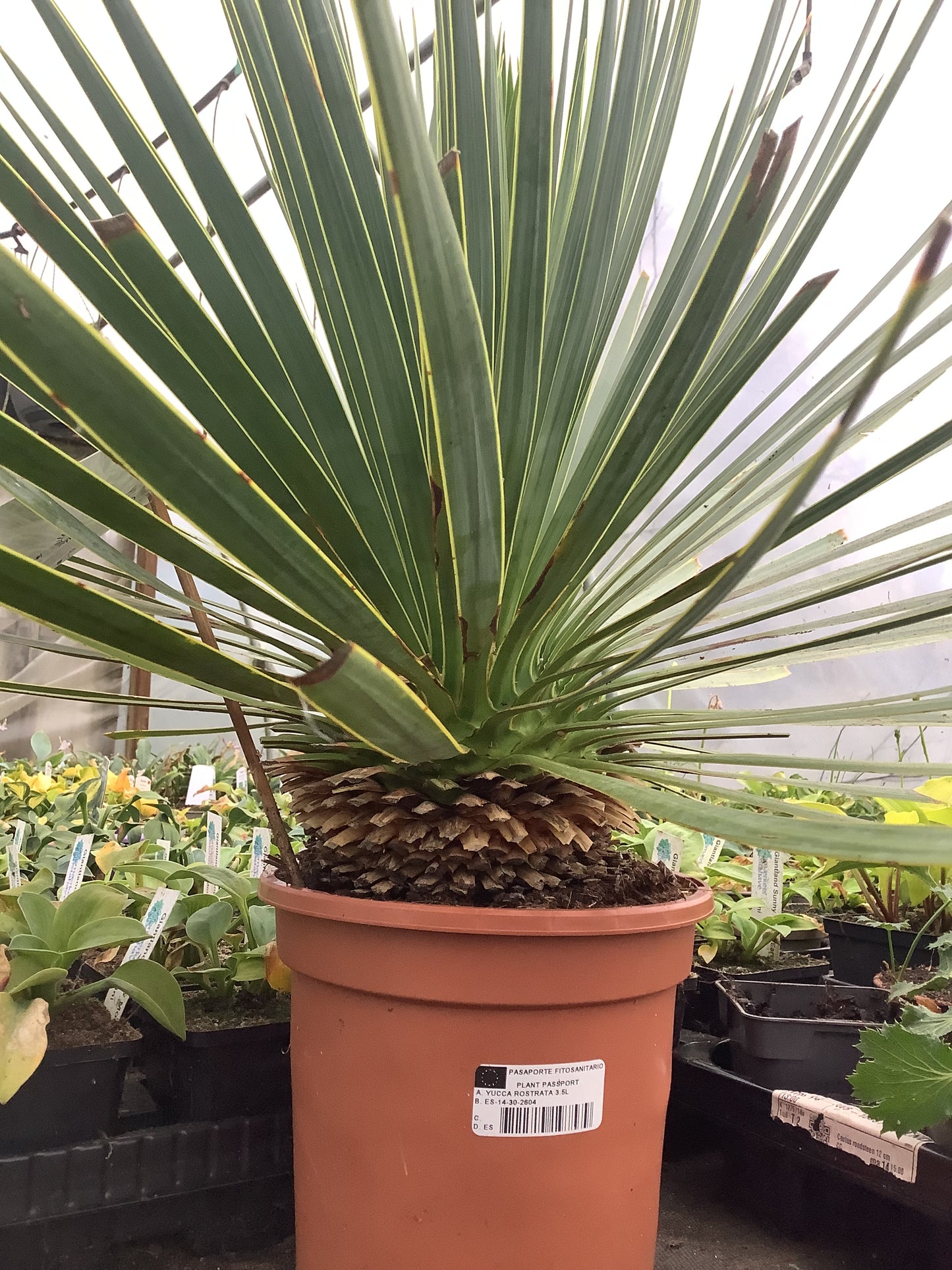 Yucca rostrata
