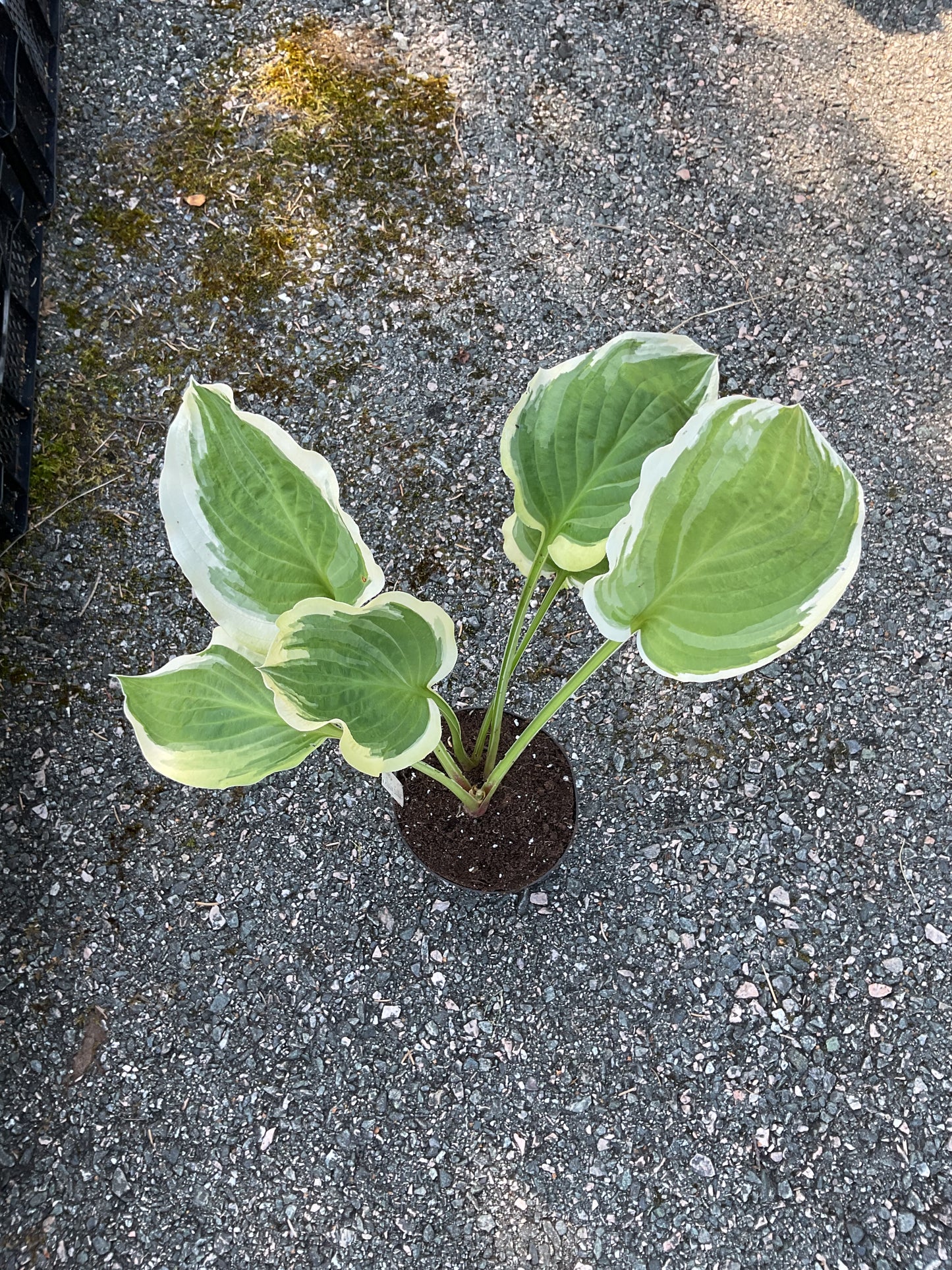 Hosta ‘Blazing Saddles’