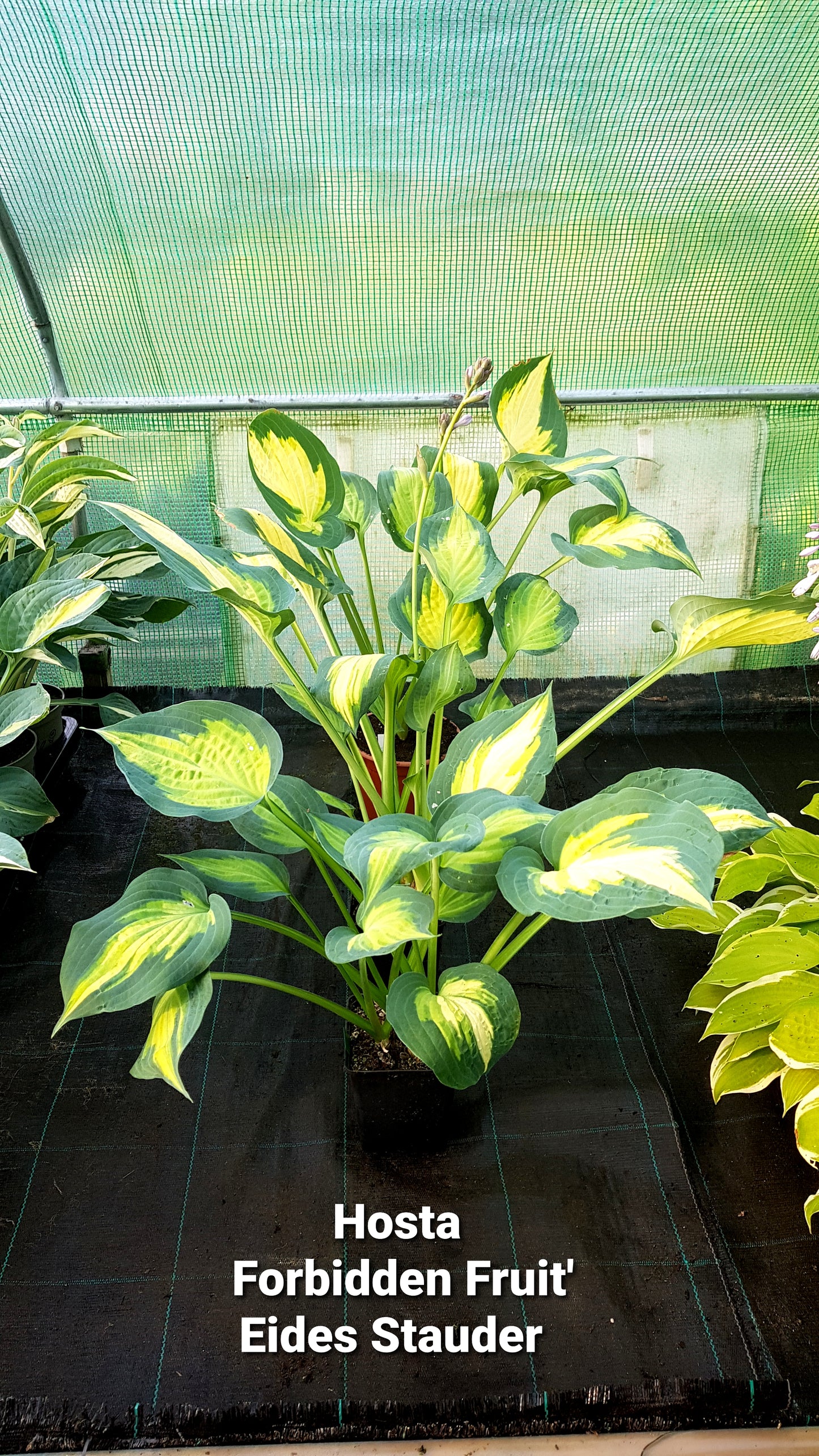 Hosta ‘Forbidden Fruit’