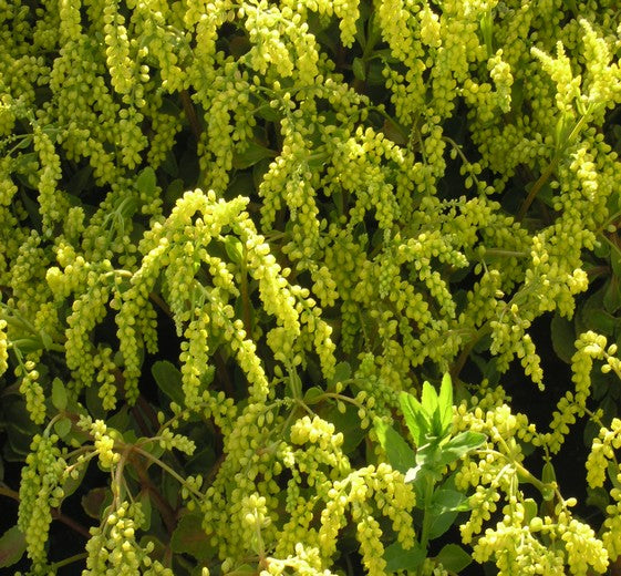 Chiastophyllum opposotifolium P17