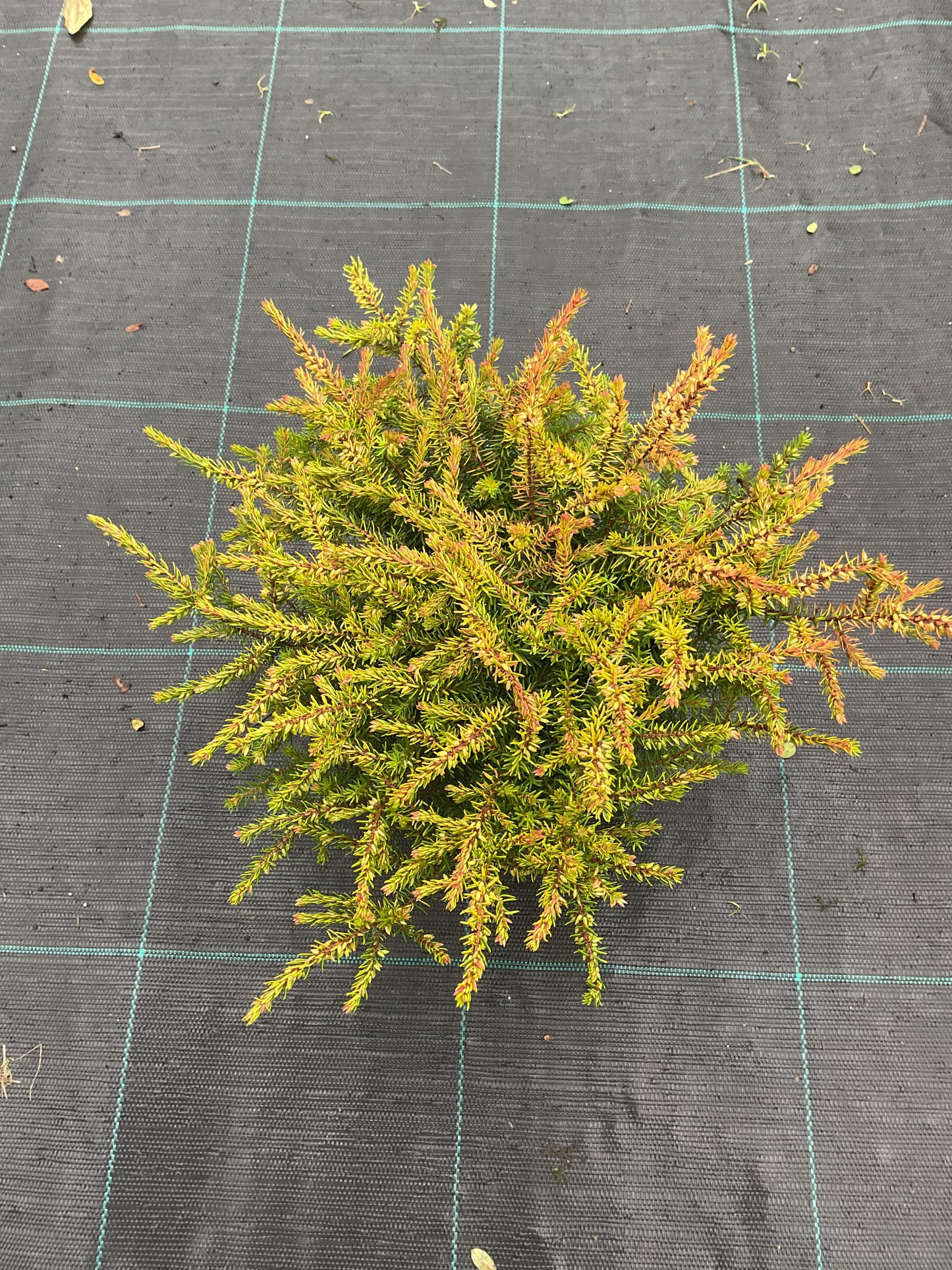 Erica x darleyensis ‘Eva Gold’ P11