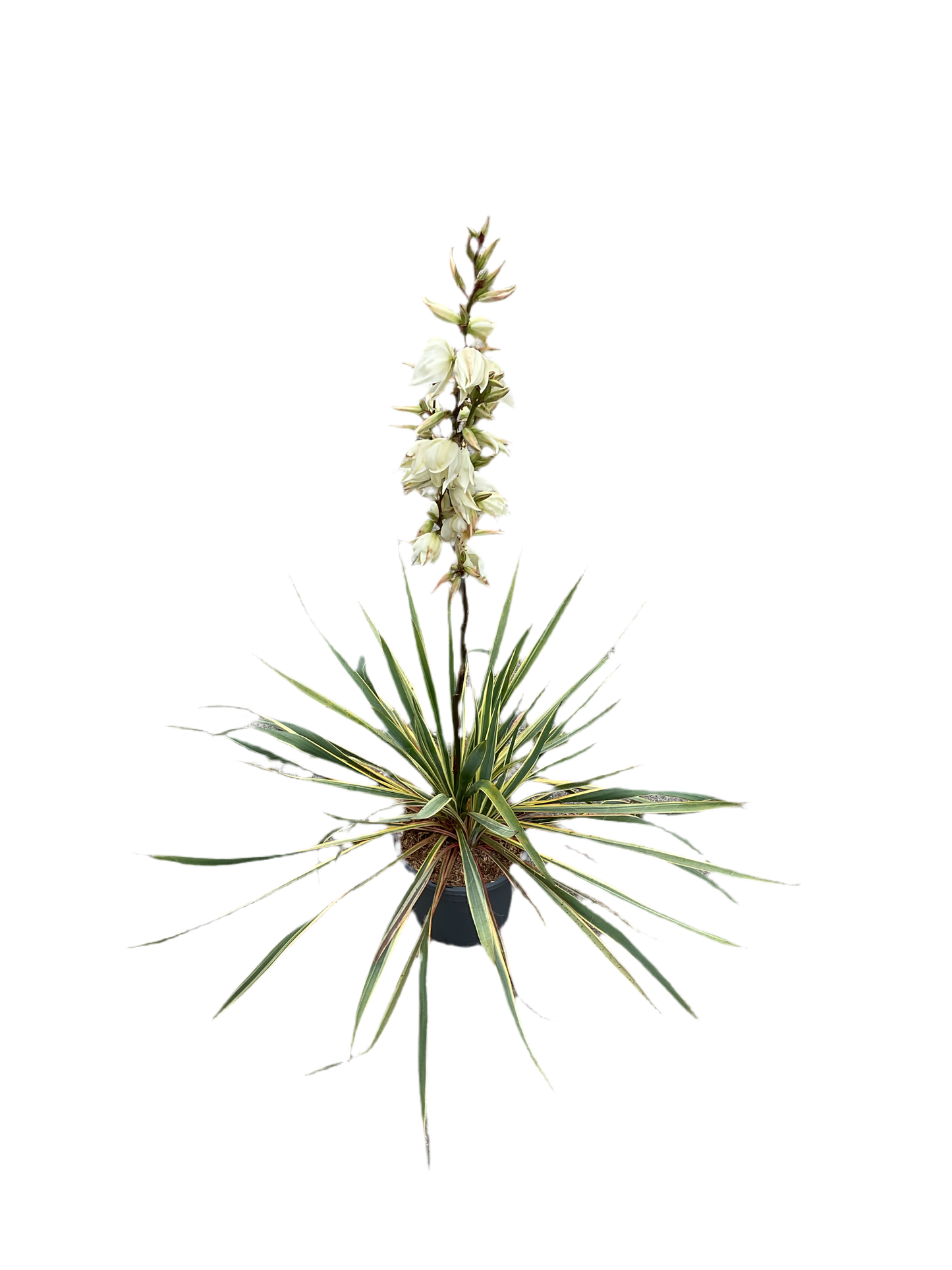 Yucca filamentosa ‘Bright Edge’ 3,5 ltr