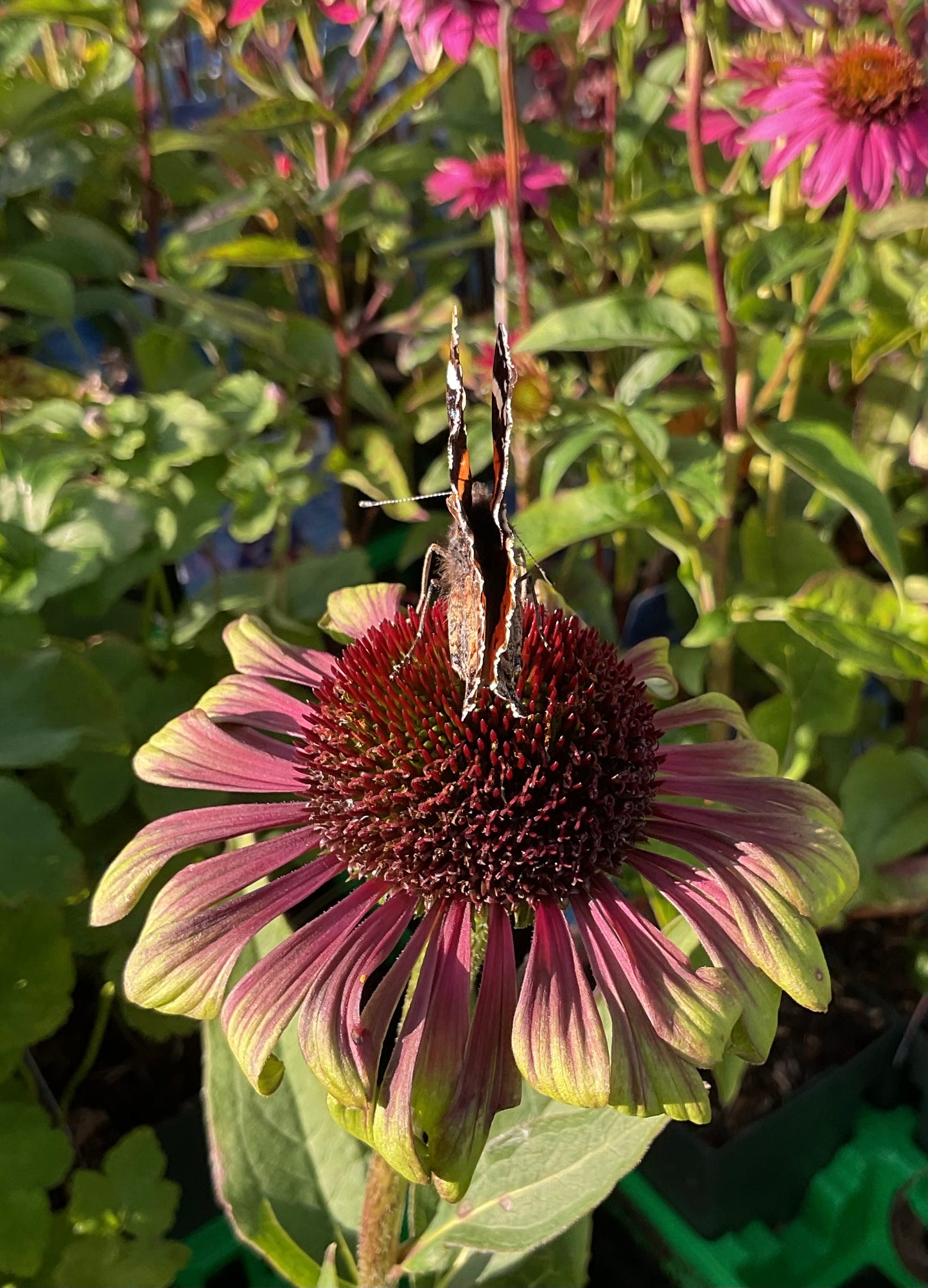 Echinacea ‘Green Twister’