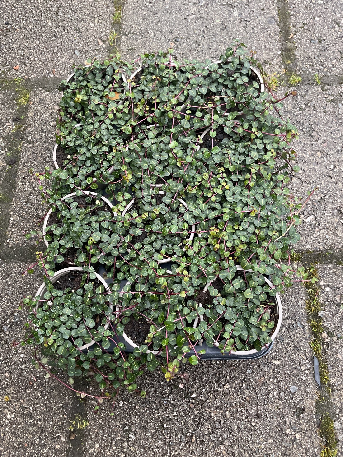 Mitchella repens P9