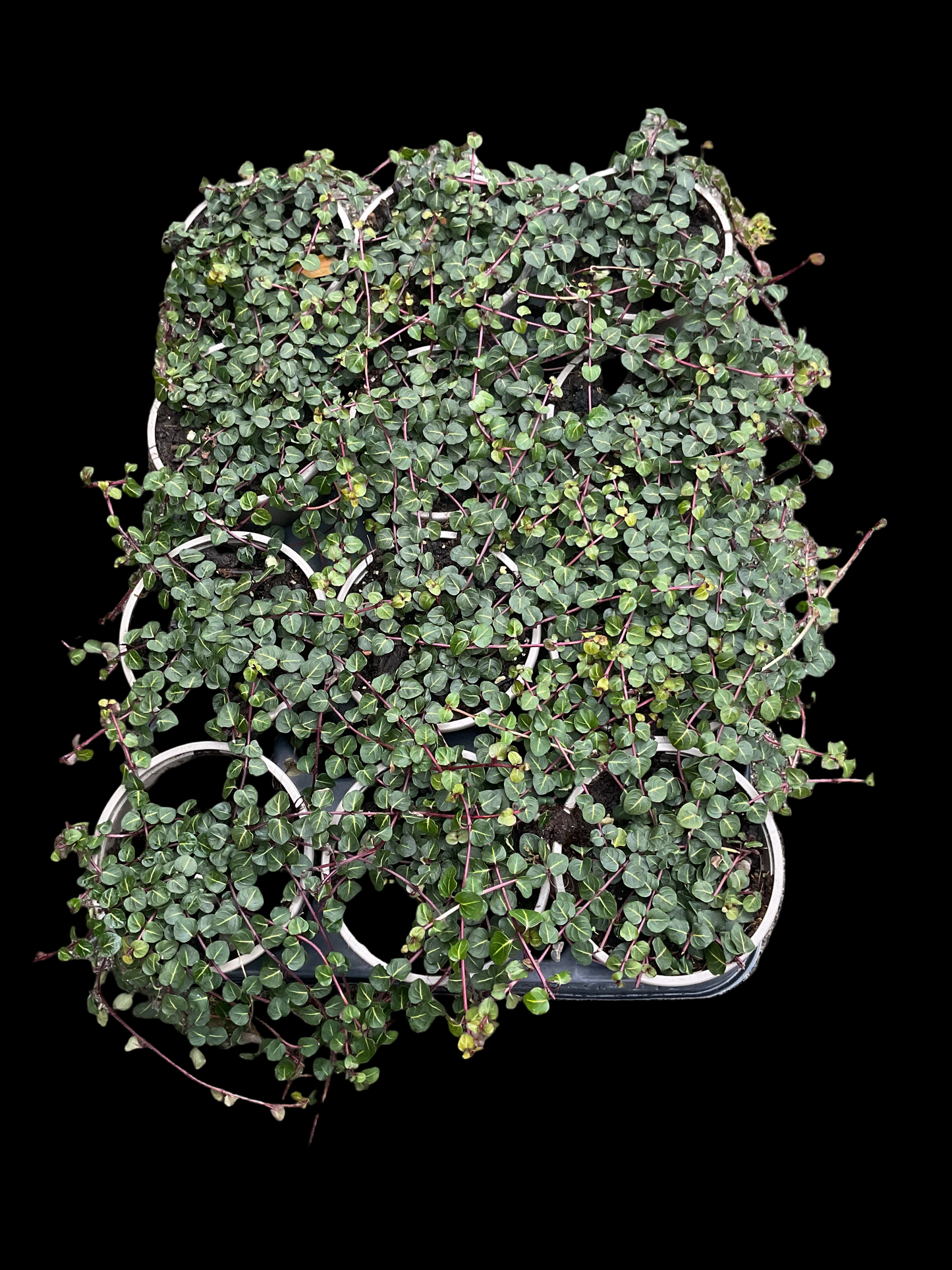 Mitchella repens P9