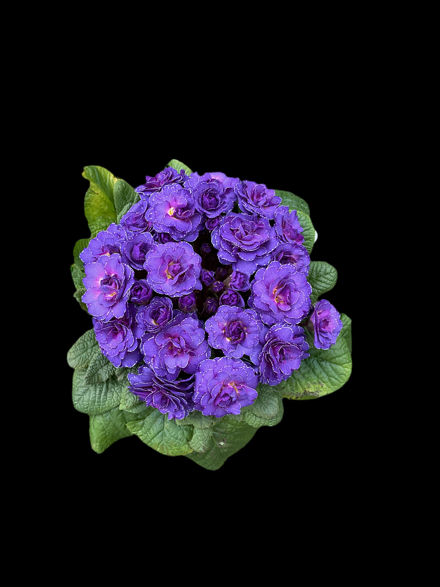 Primula Belarina ‘Violetta’ P13