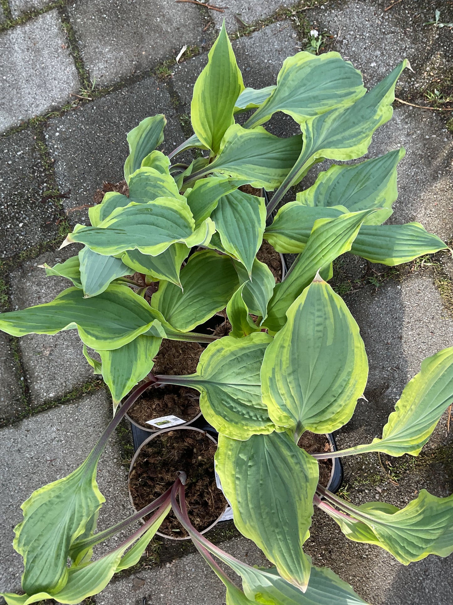 Hosta ‘Lipstick Blush’ P15
