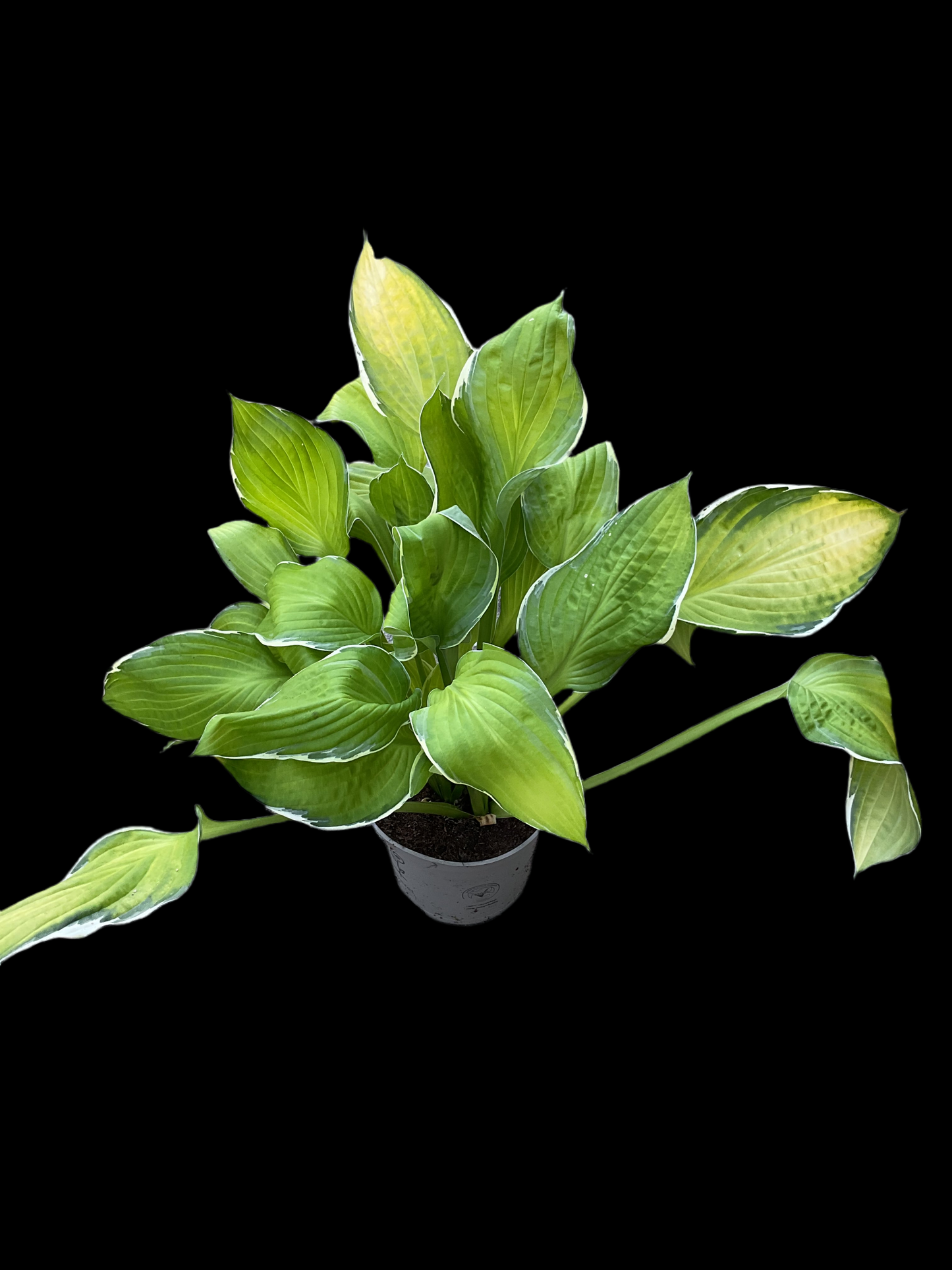 Hosta ‘Hasta Manana’