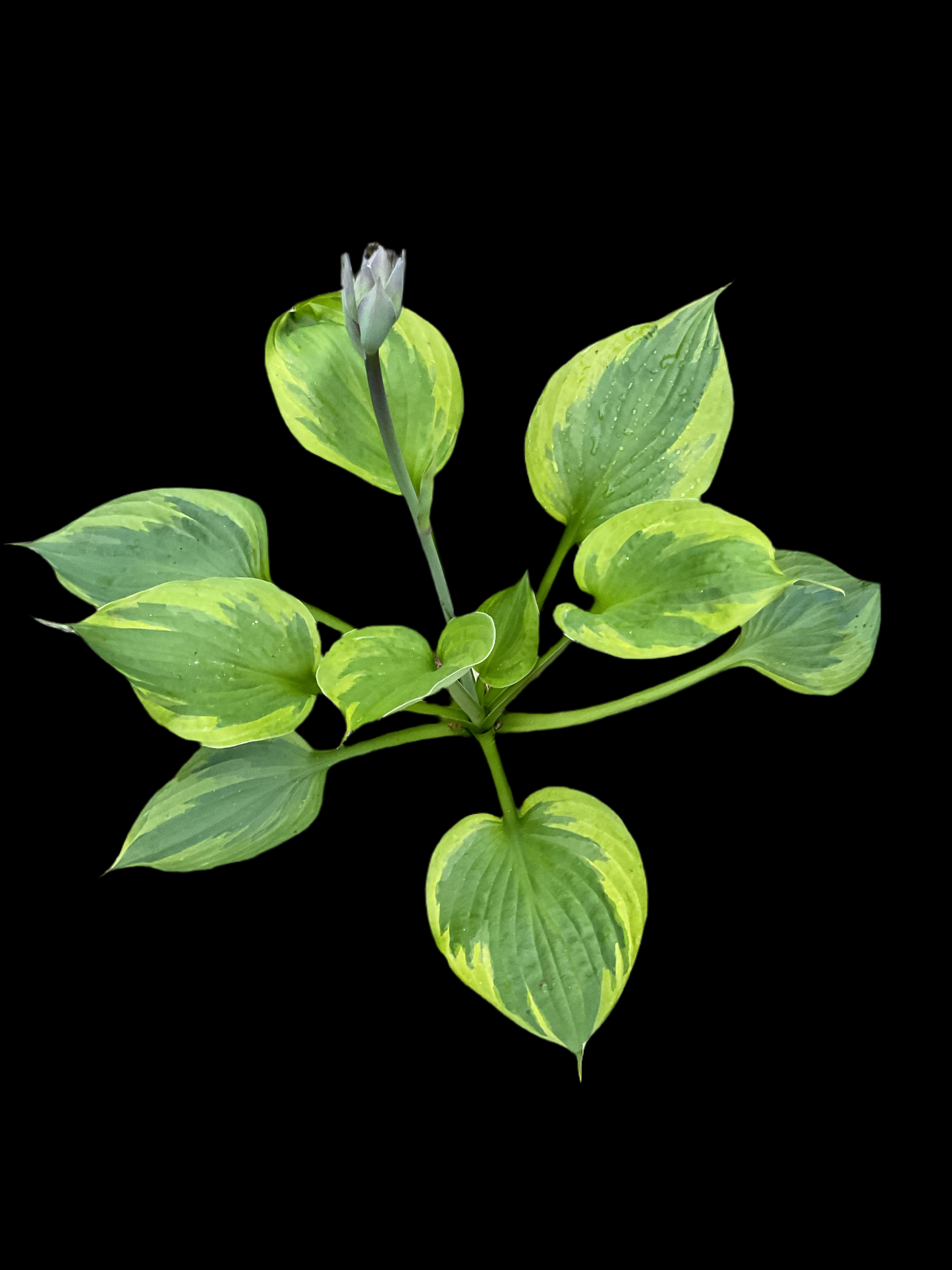 Hosta ‘Green Patriot’