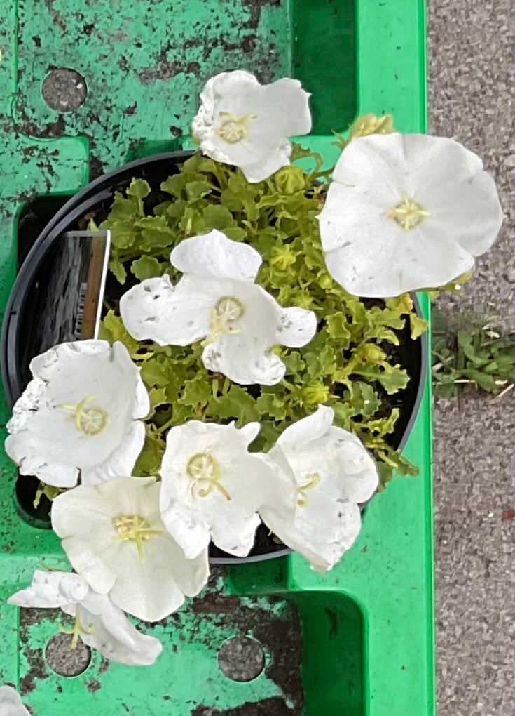 Campanula carpatica ‘White Clips’