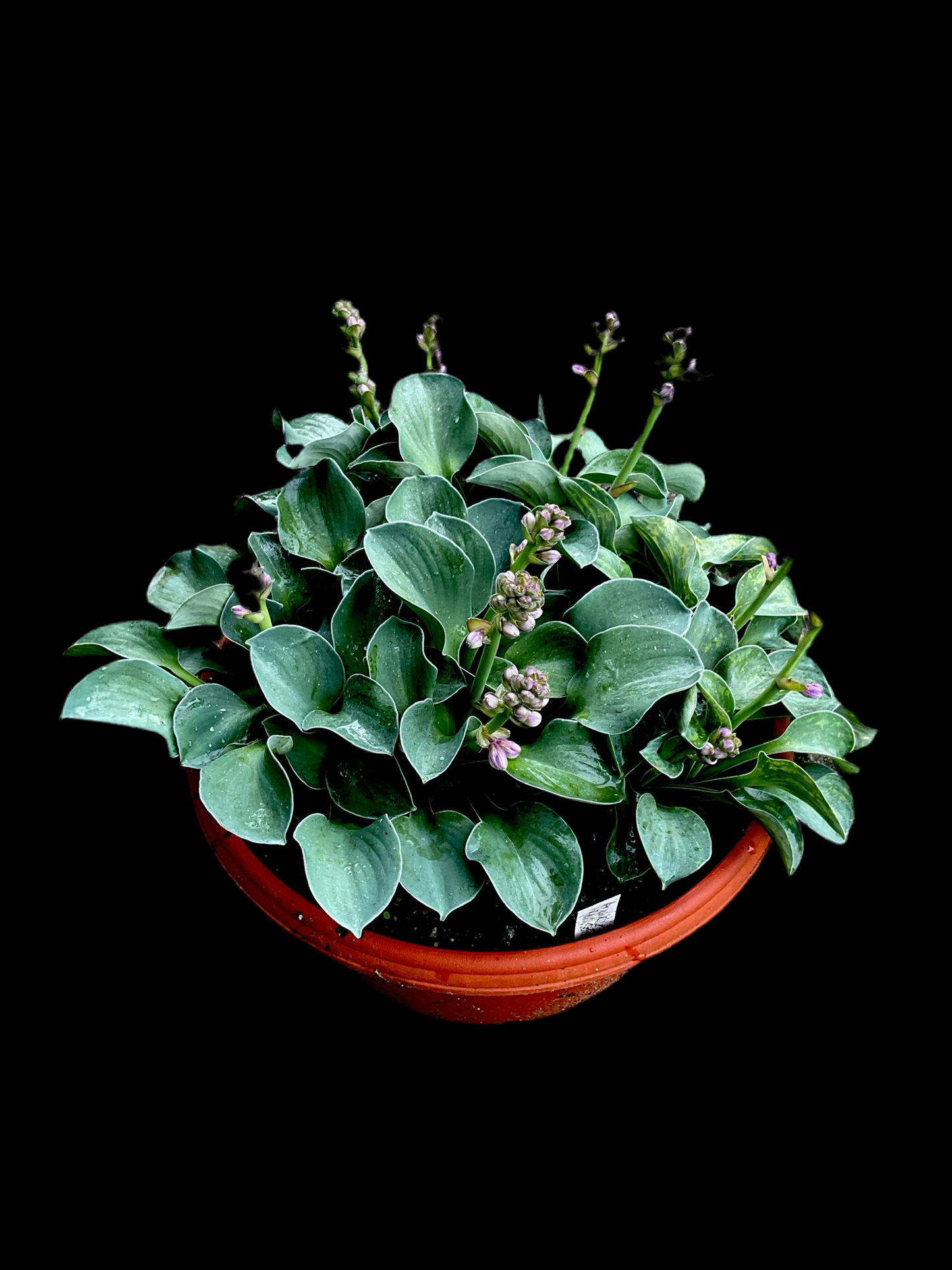 Hosta ‘Blue Mouse Ears’ P12